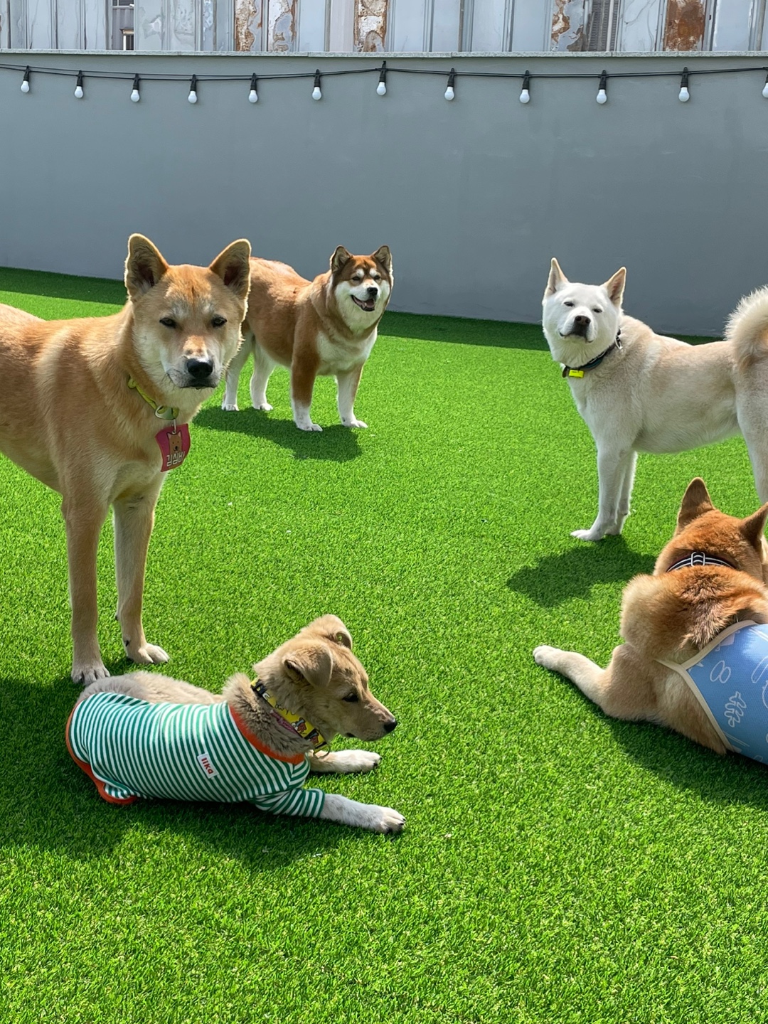 파자마독 대표 이미지