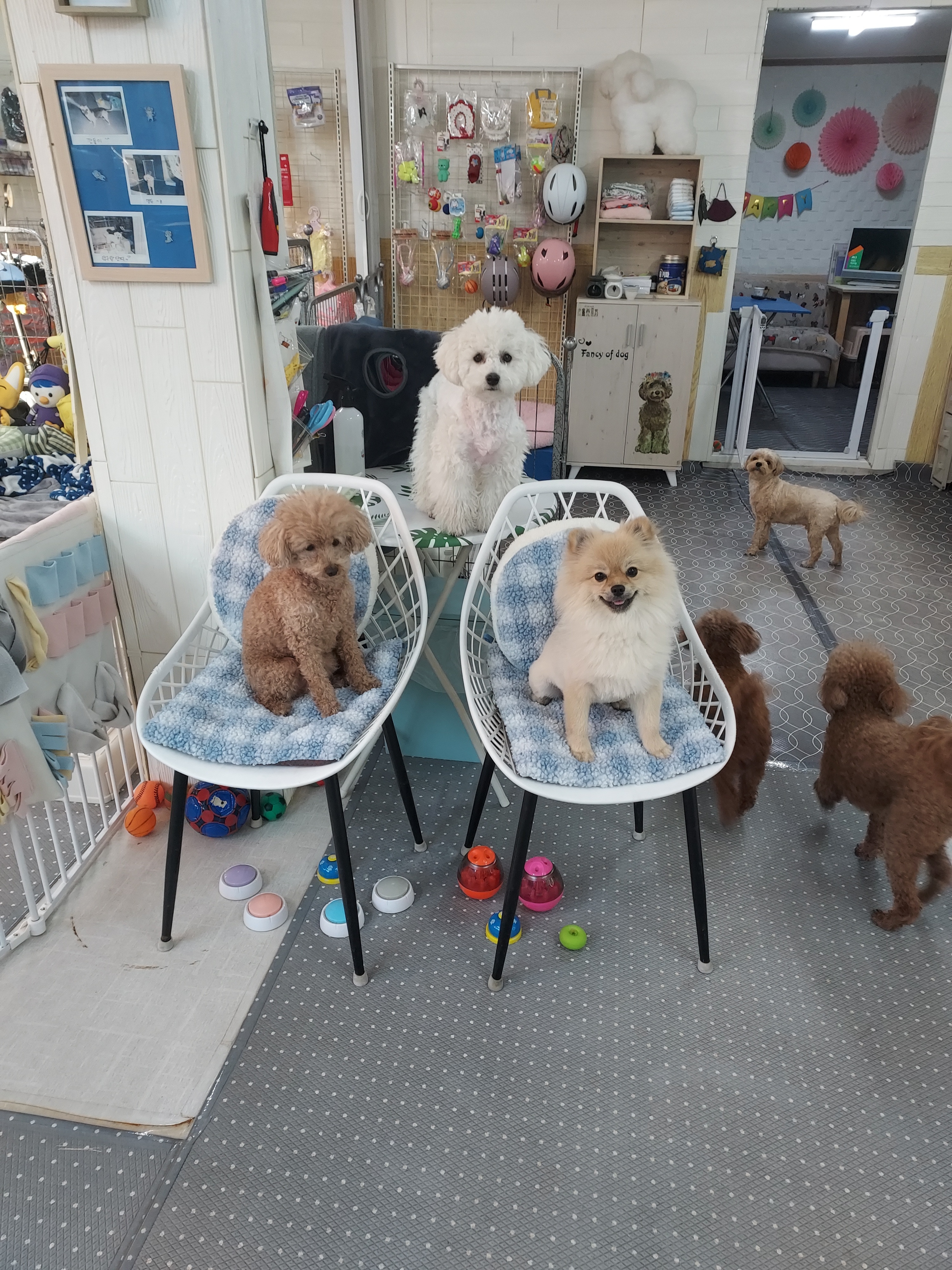 사랑한개너양 대표 이미지