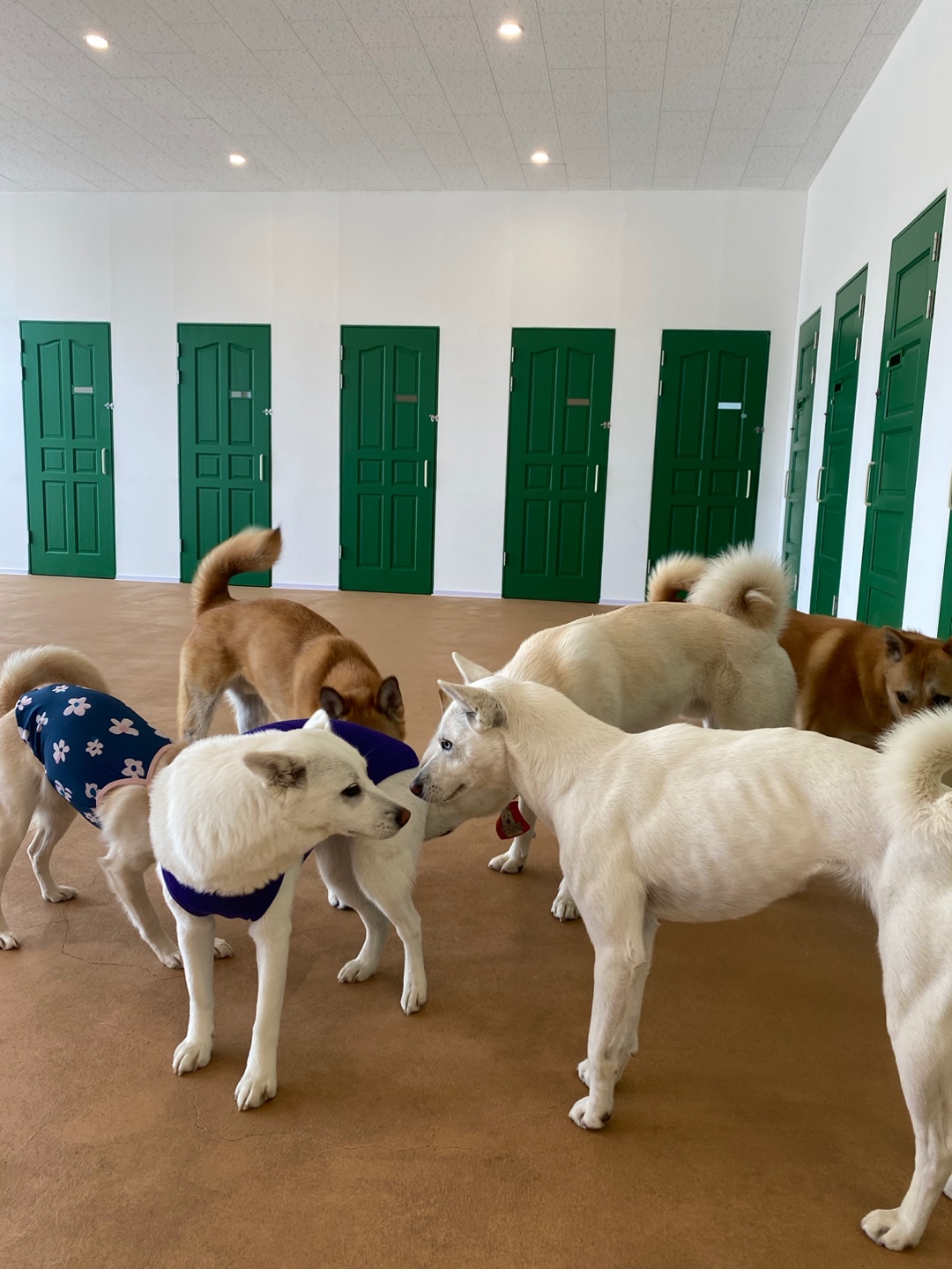 파자마독 대표 이미지