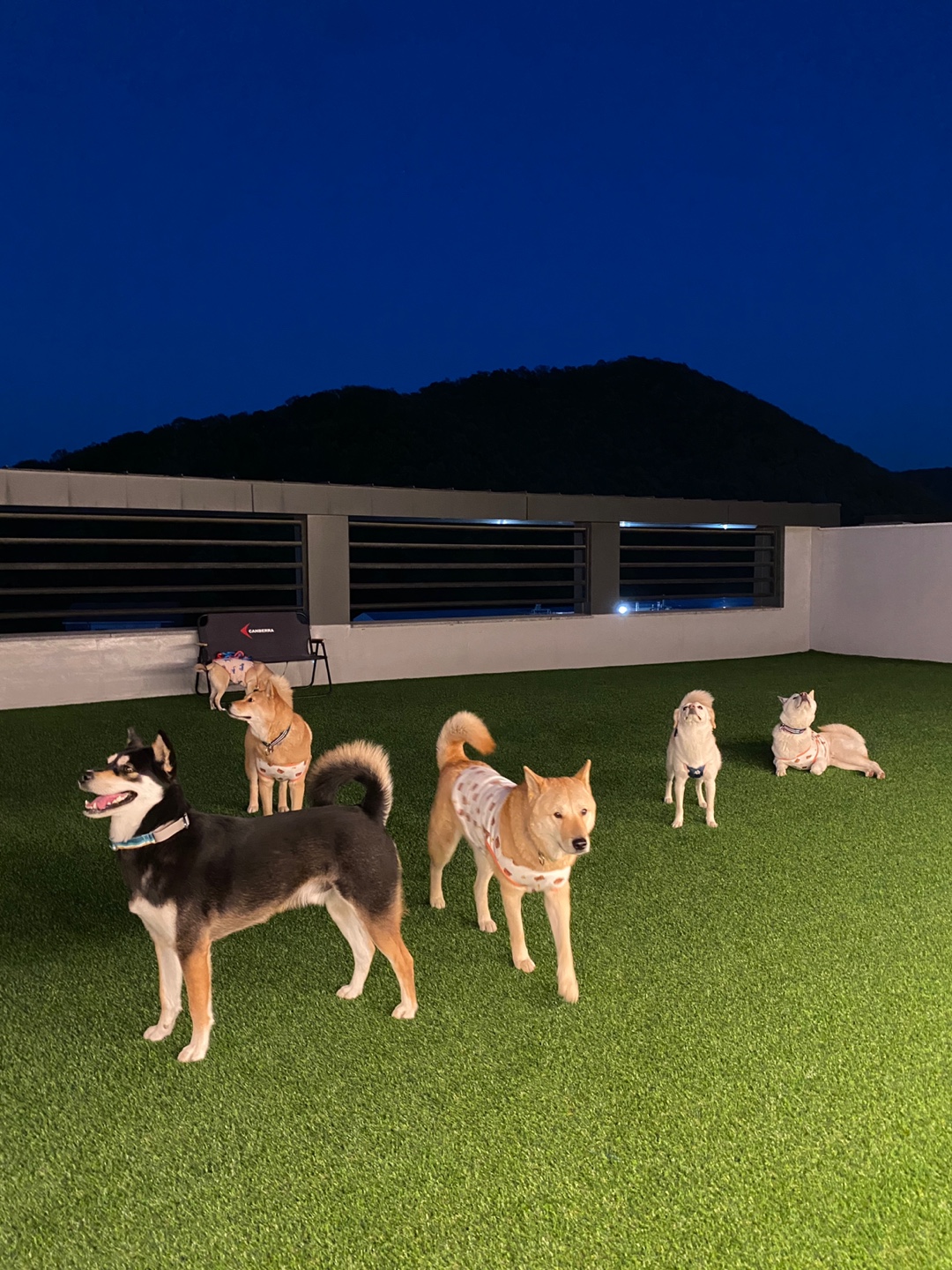 파자마독 대표 이미지