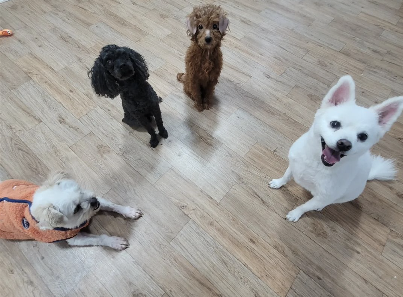 동물보육원 대전서구갈마지부 대표 이미지