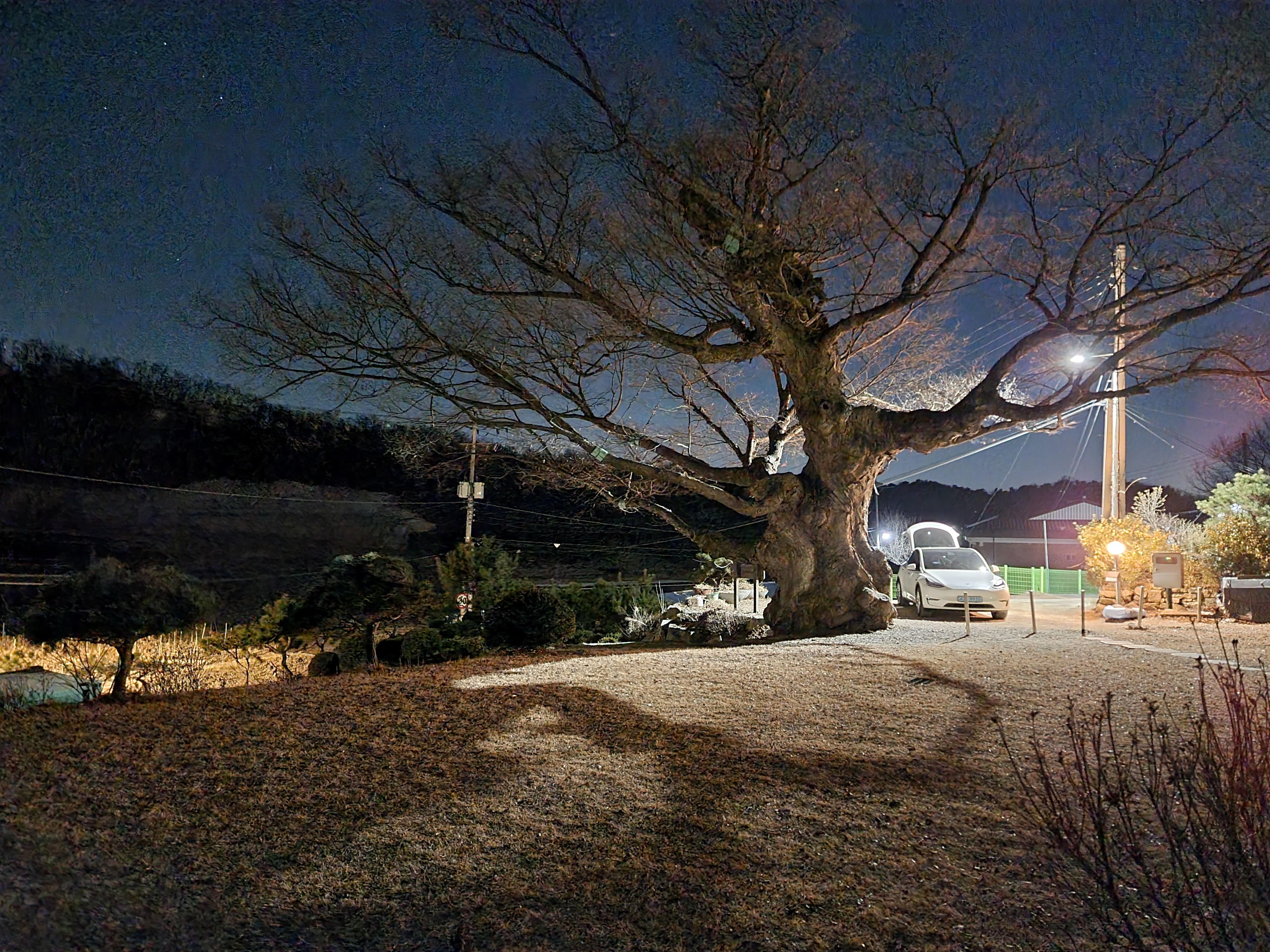 느티나무집