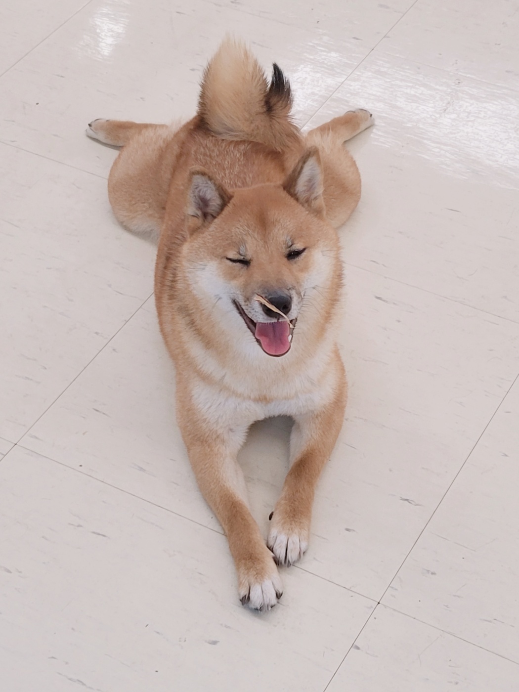 네발로오시개 2
