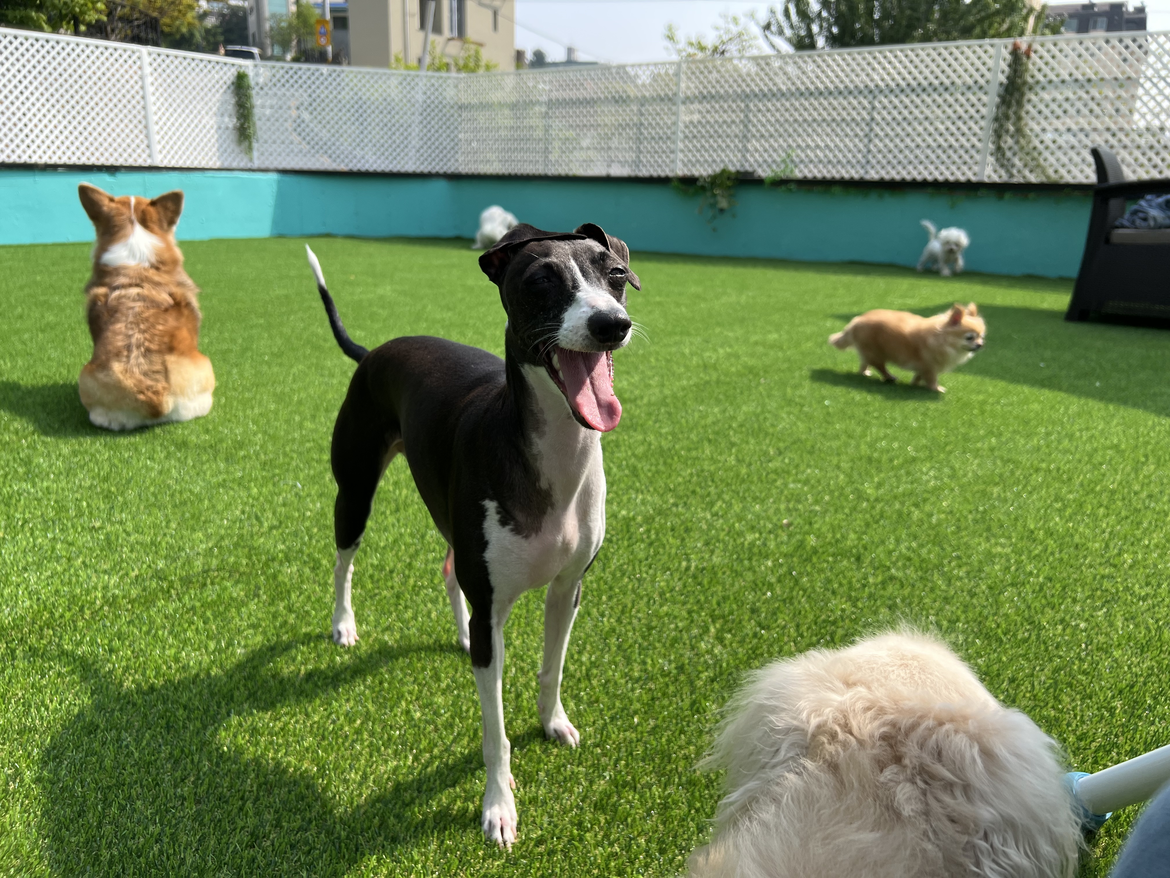 펫티즈 대표 이미지