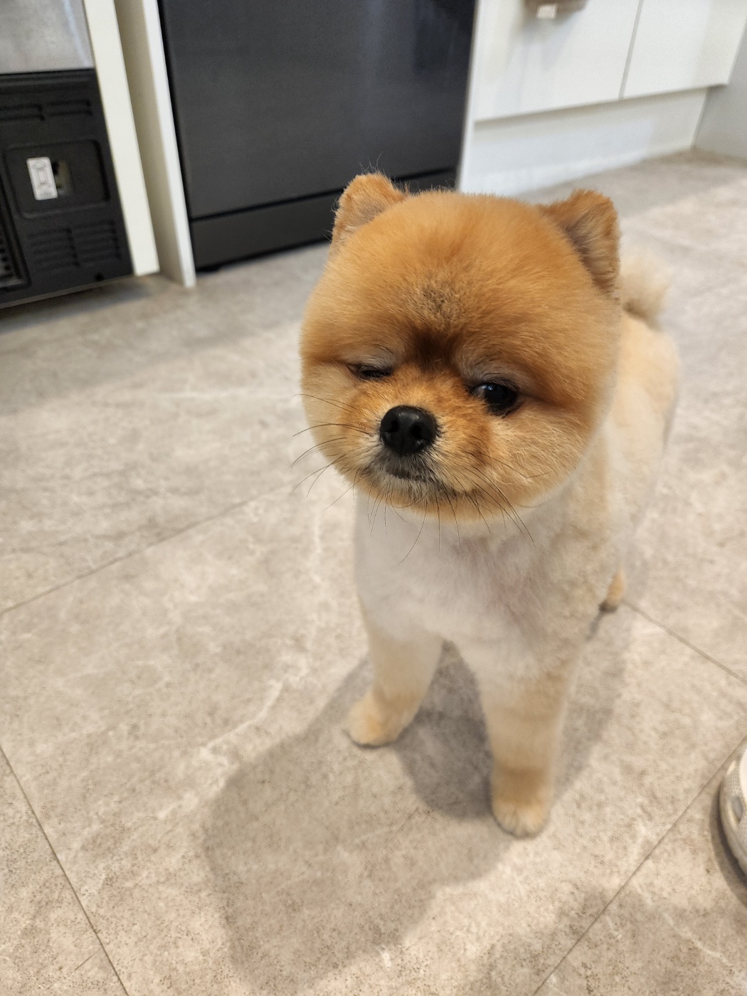 네발로오시개 반려동물 동반 애견카페