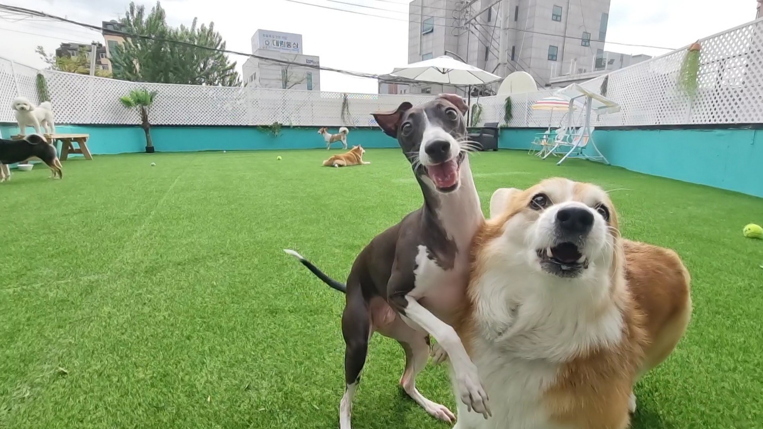 펫티즈 대표 이미지