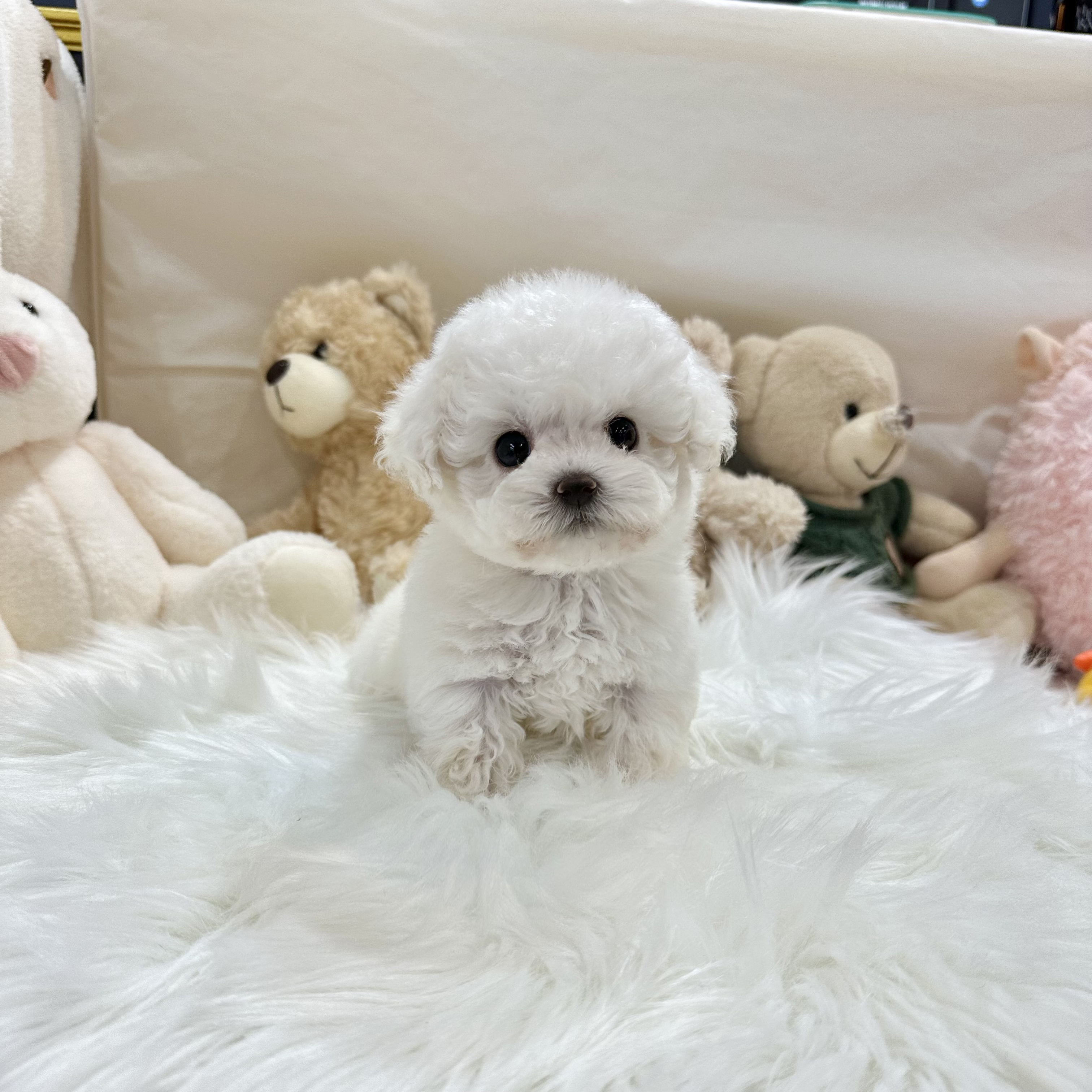 요미독 강아지 요미캣 고양이 동탄점