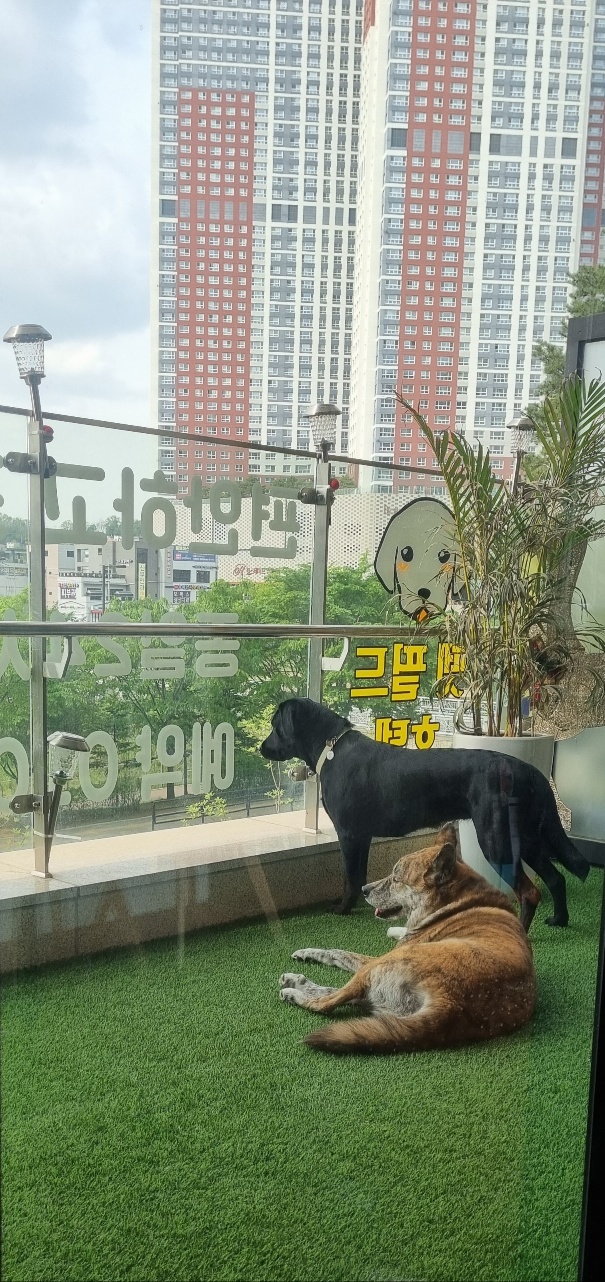 펫 필드 호텔 대표 이미지