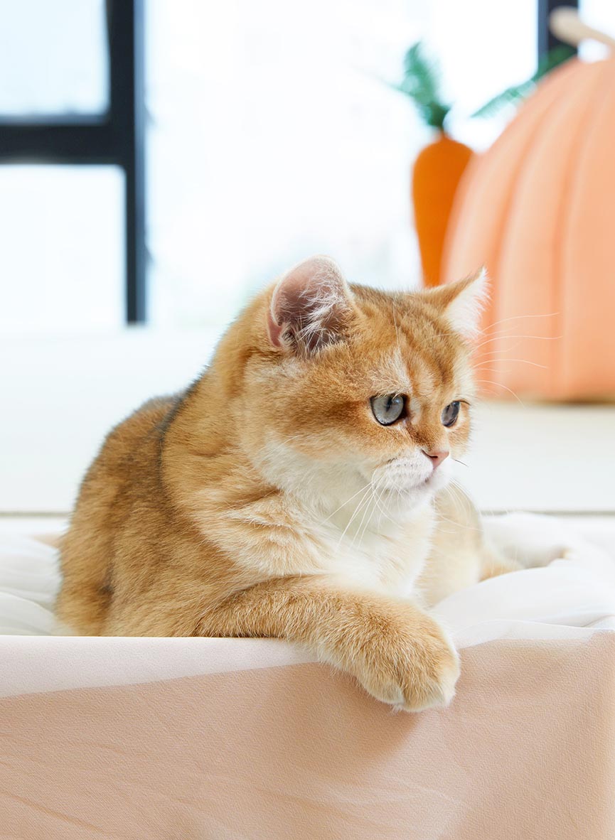 나만 없어 고양이