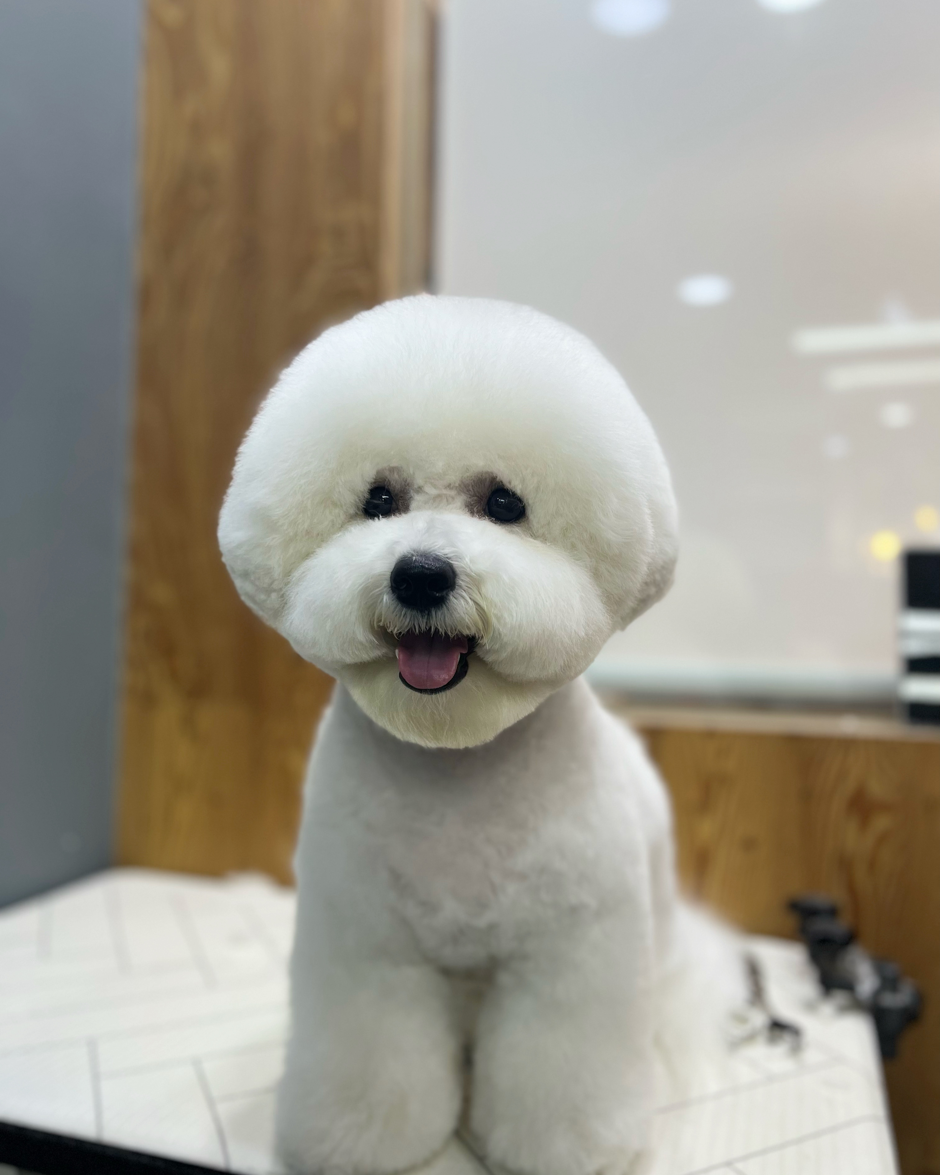 도도그루밍 대표 이미지
