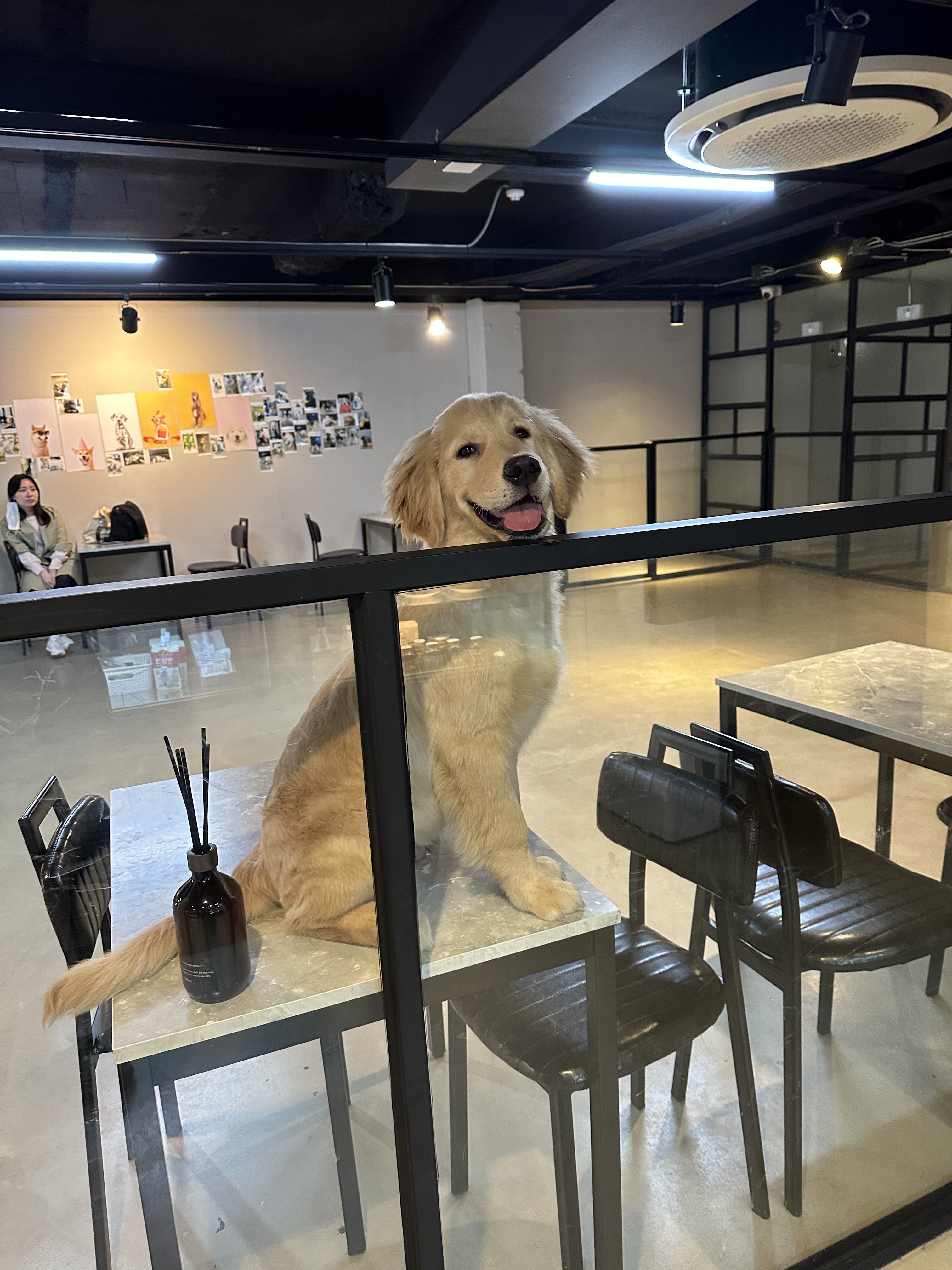 킹독 애견카페&애견호텔&애견유치원
