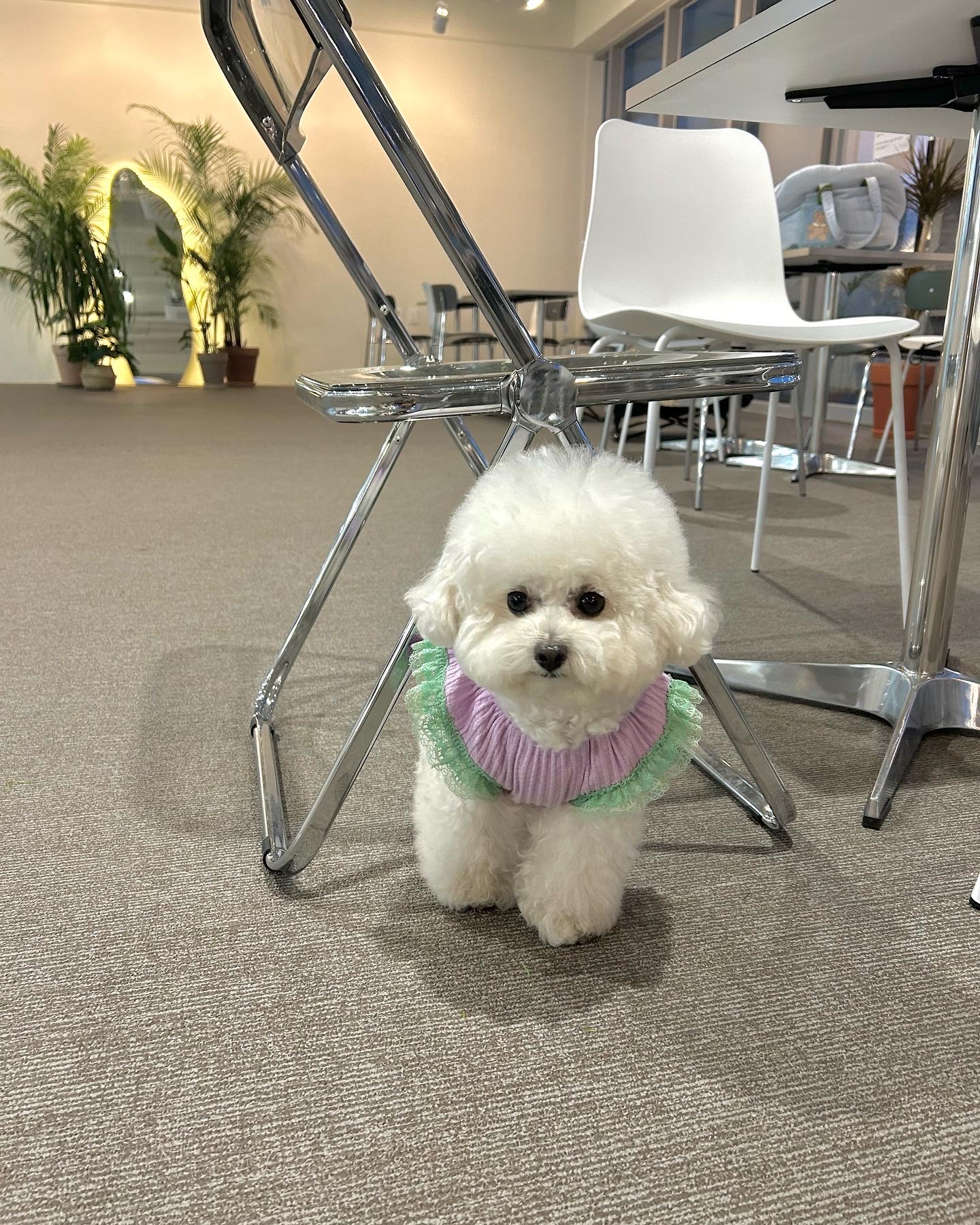 푸치베이 경기 애견카페