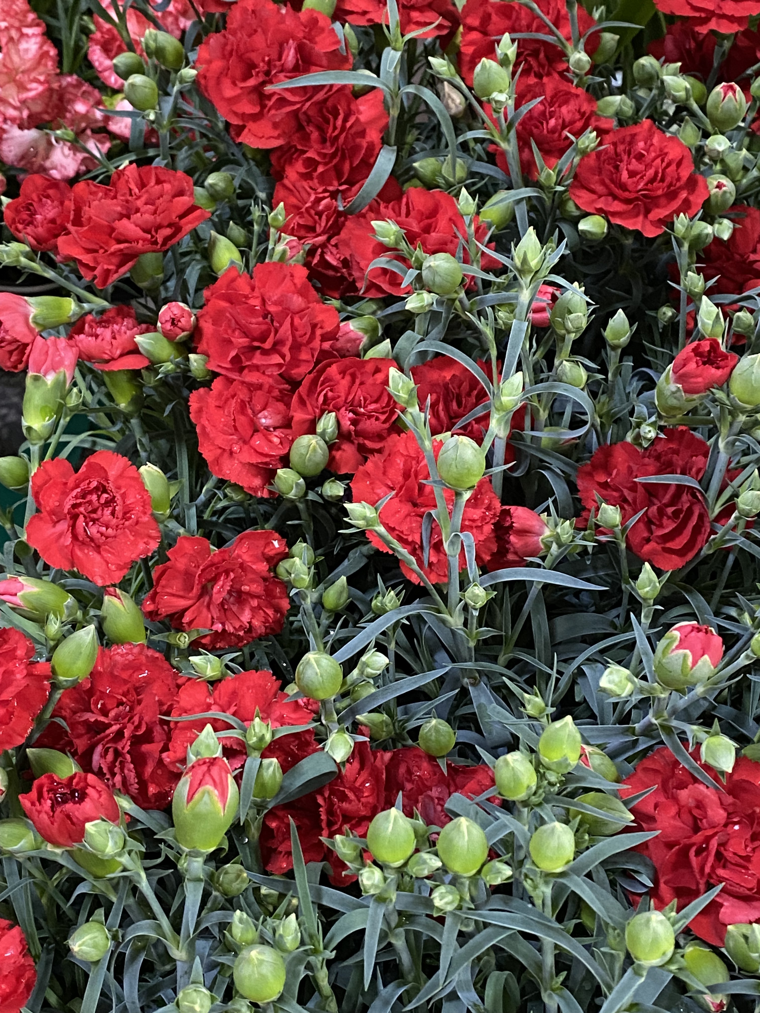 샤론꽃화원