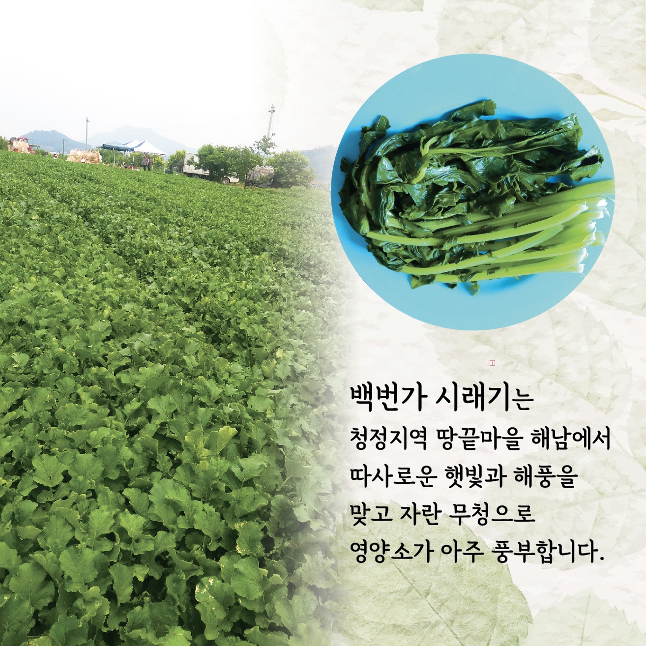 백번가 코다리 동태찜