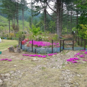 두밀숲캠핑장
