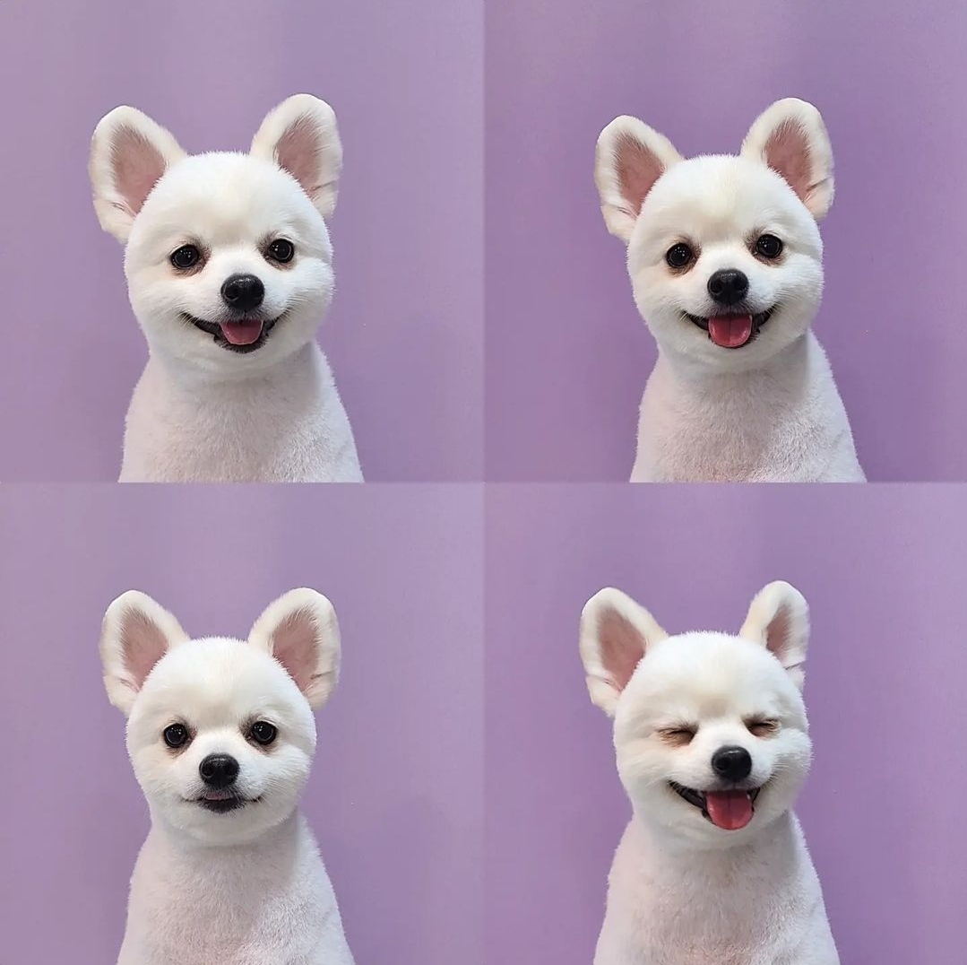 몽꾸르펫 대표 이미지