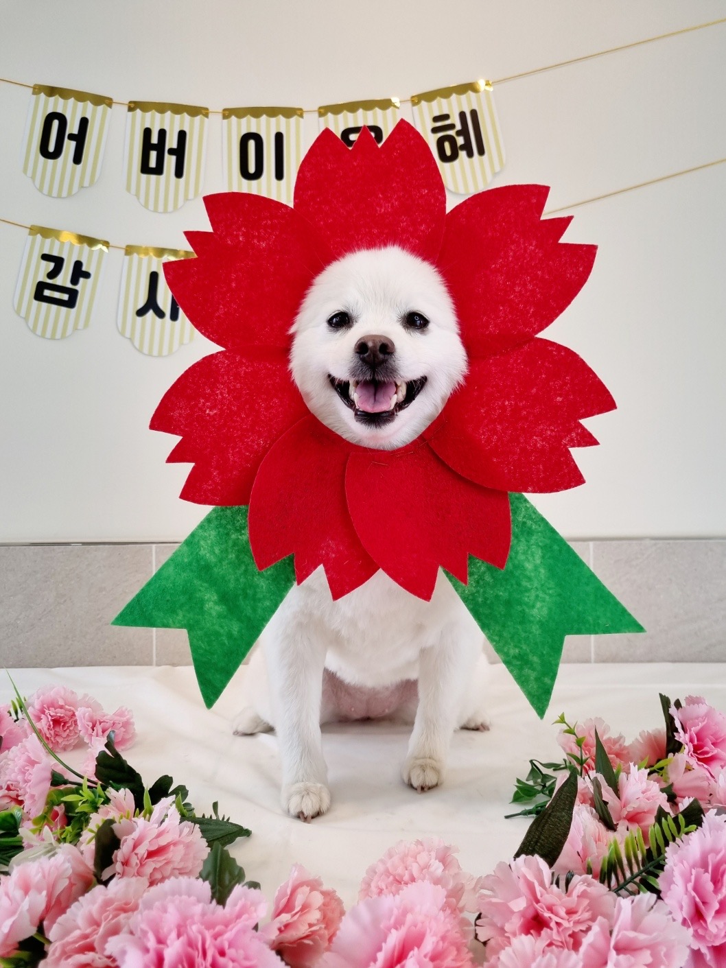 라라퍼피 5