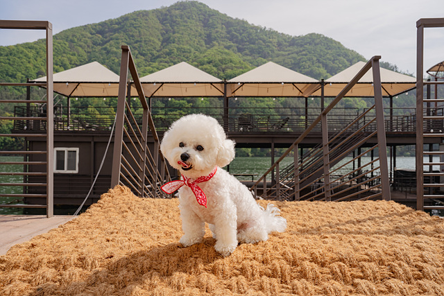 오즈펫카페