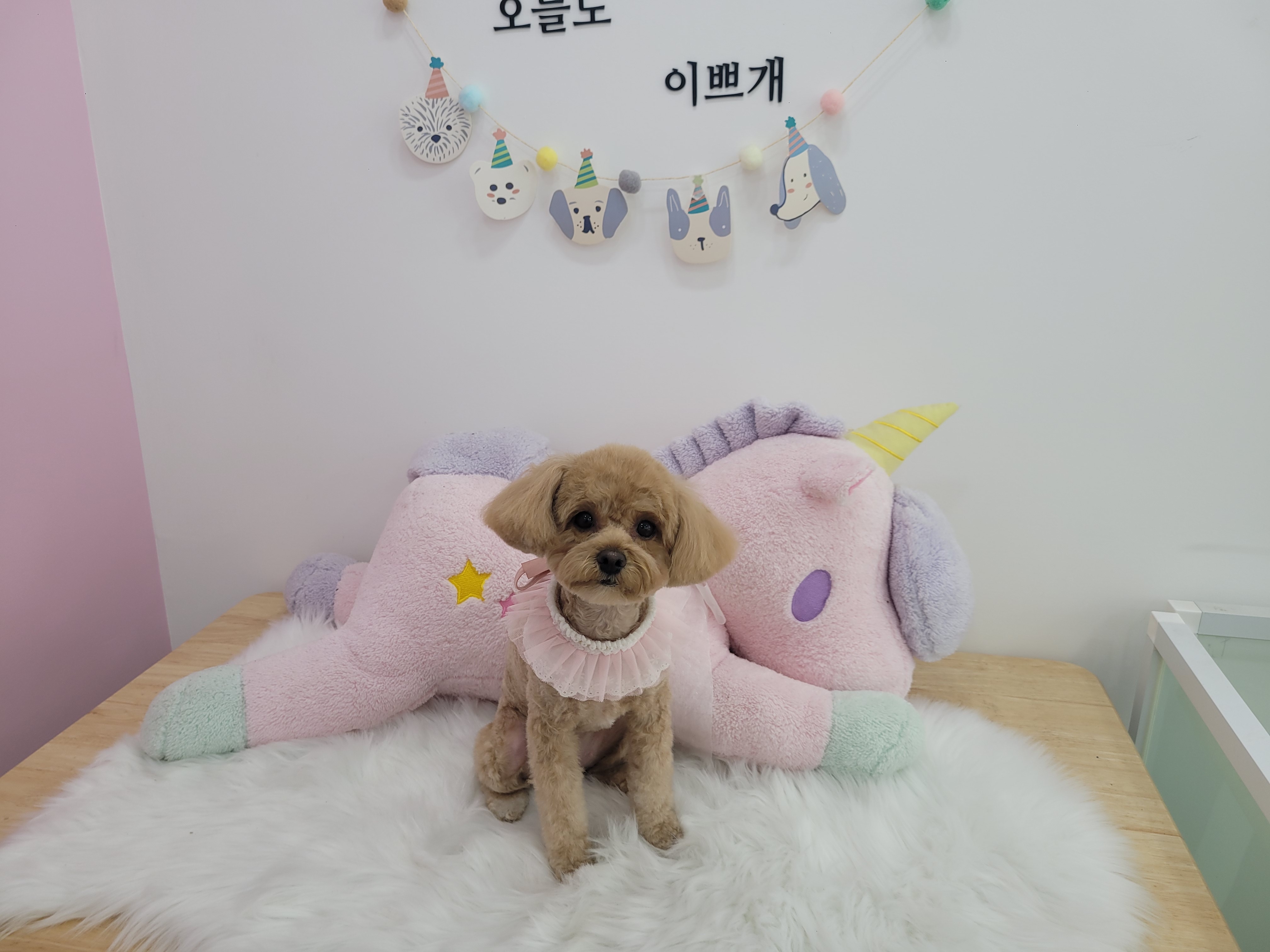 이쁘개 대표 이미지