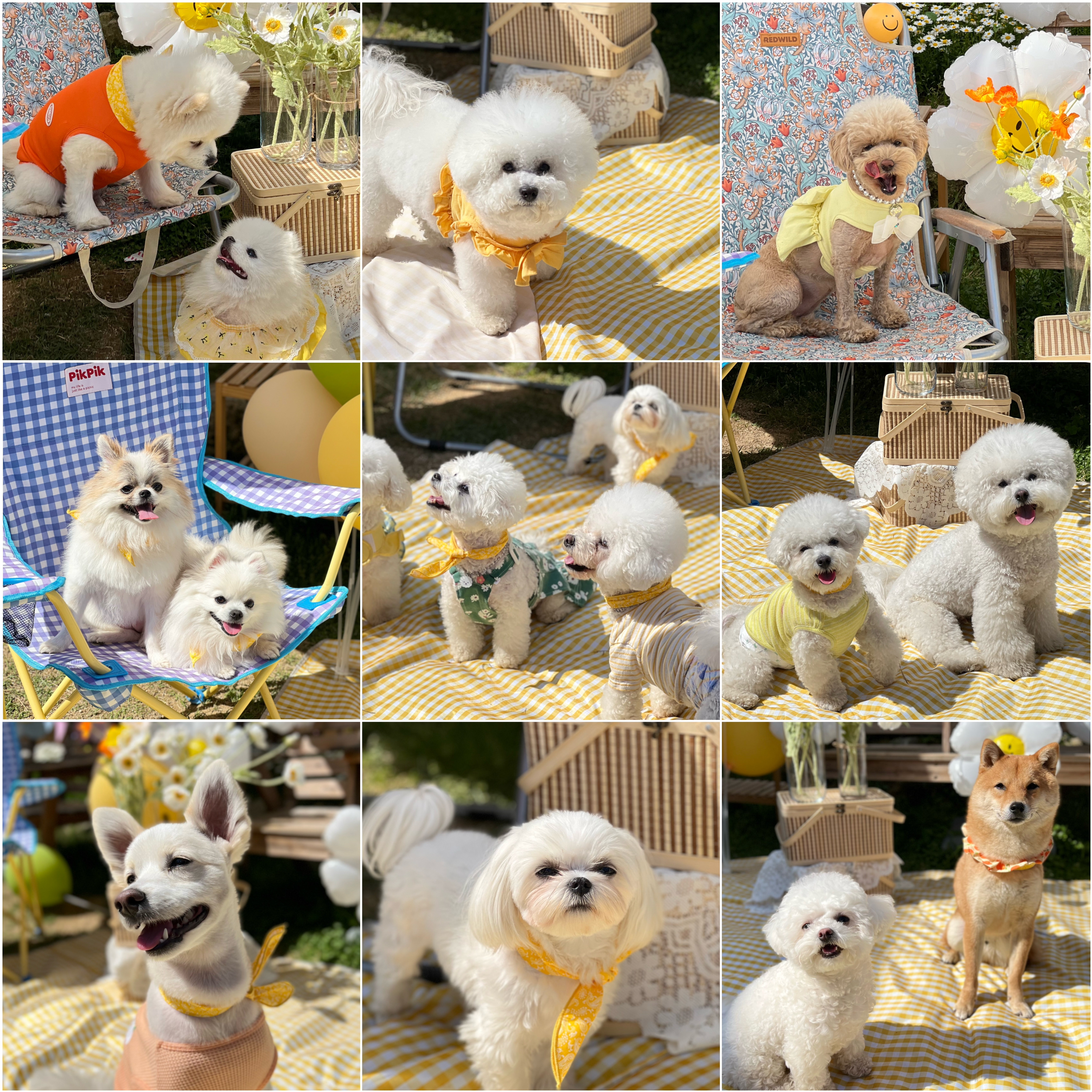 개밥주는여자 대표 이미지