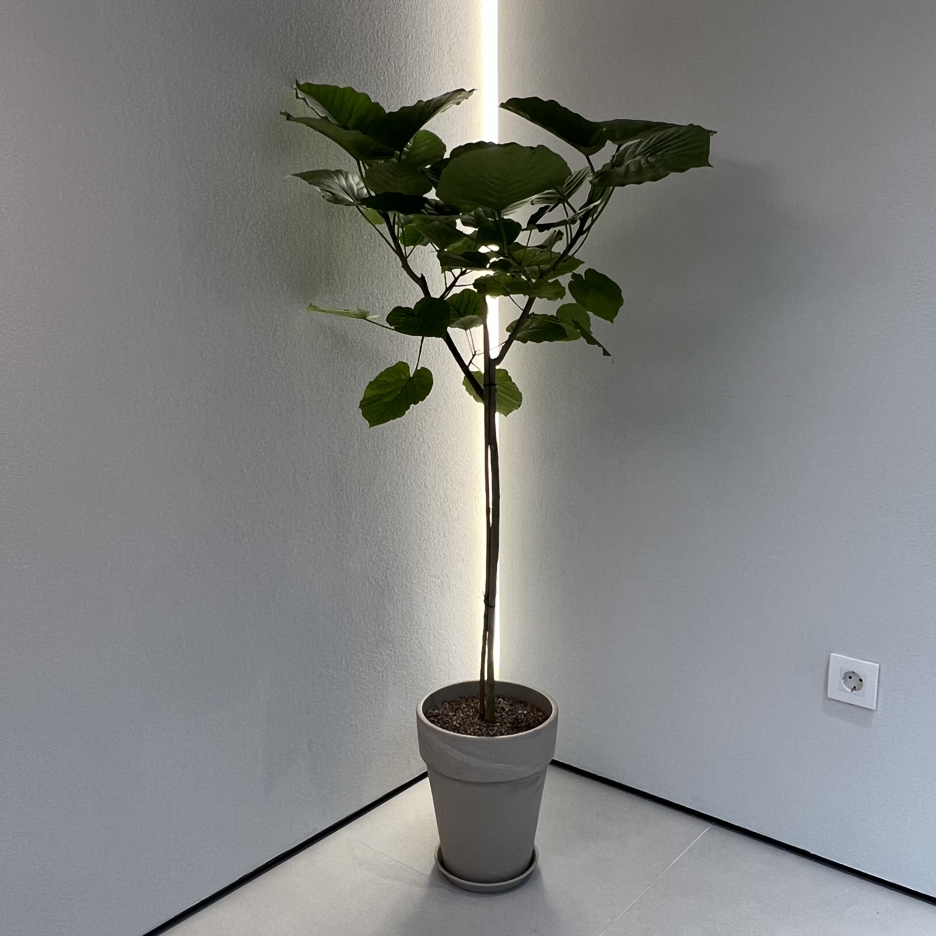 르로우 대표 이미지