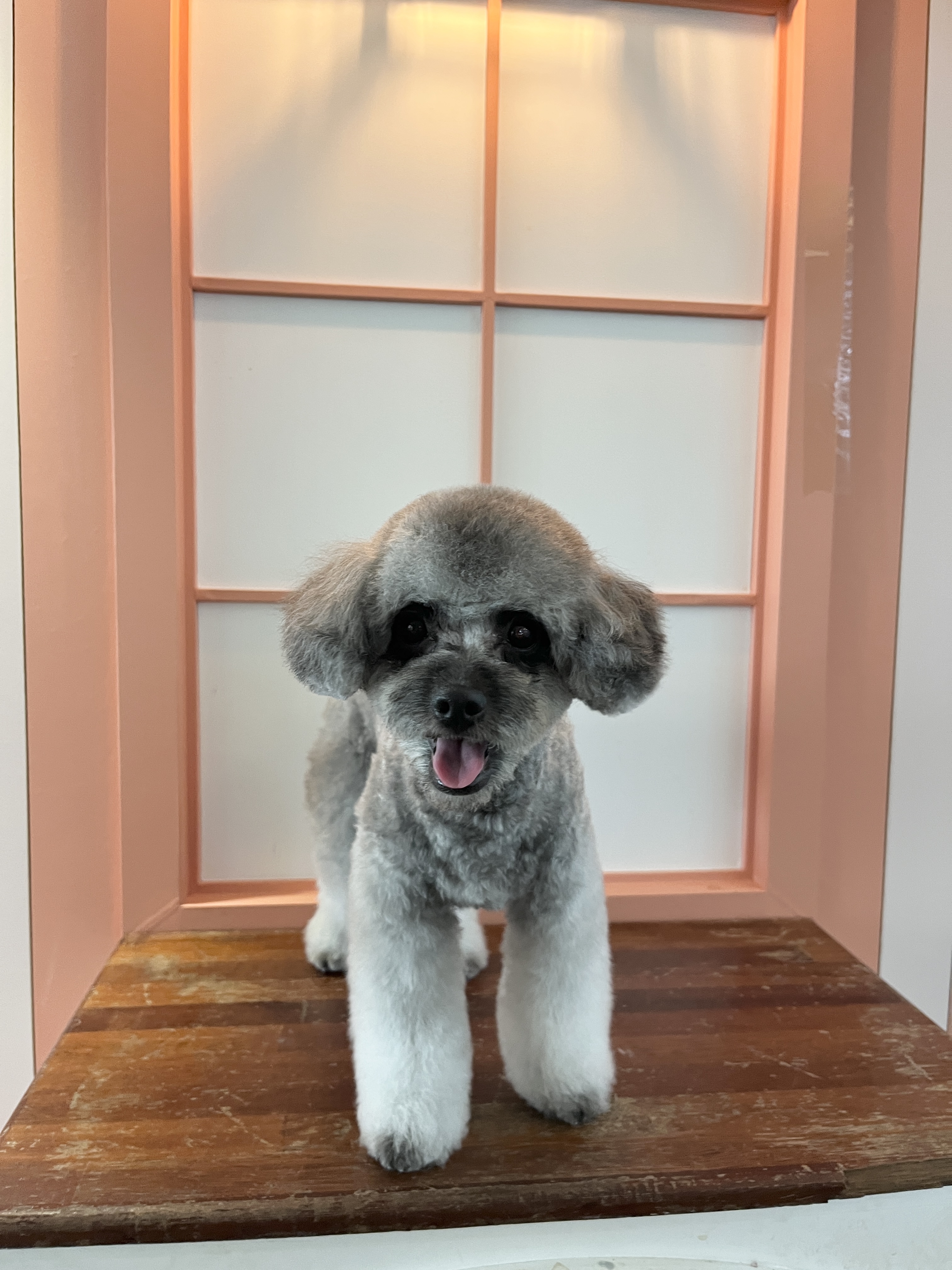야옹아멍멍해봐 봉명점