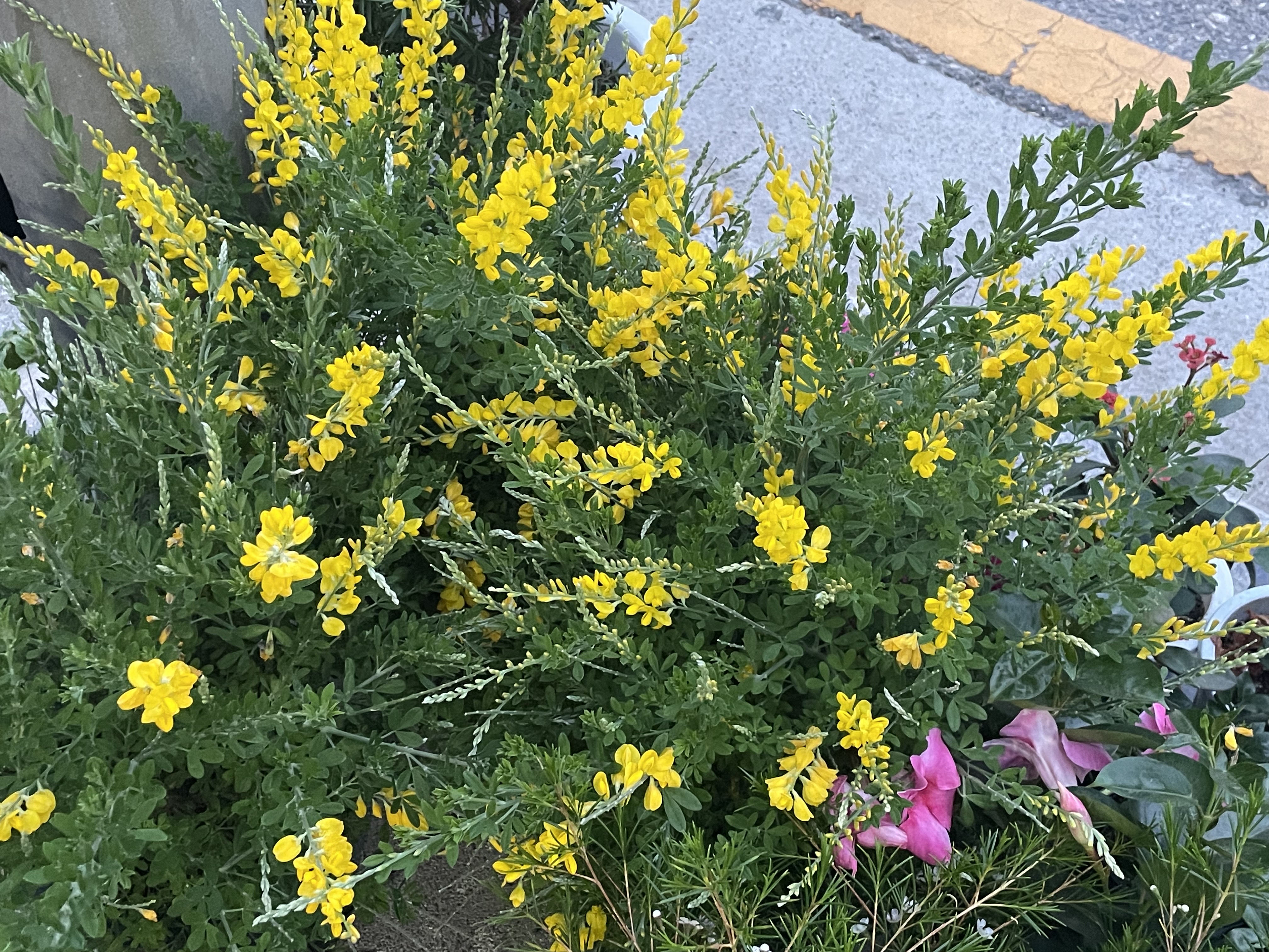 연수꽃식물원