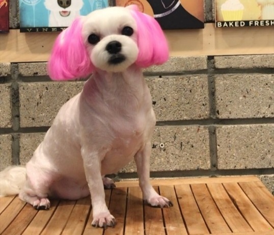 하이펫츠 대표 이미지