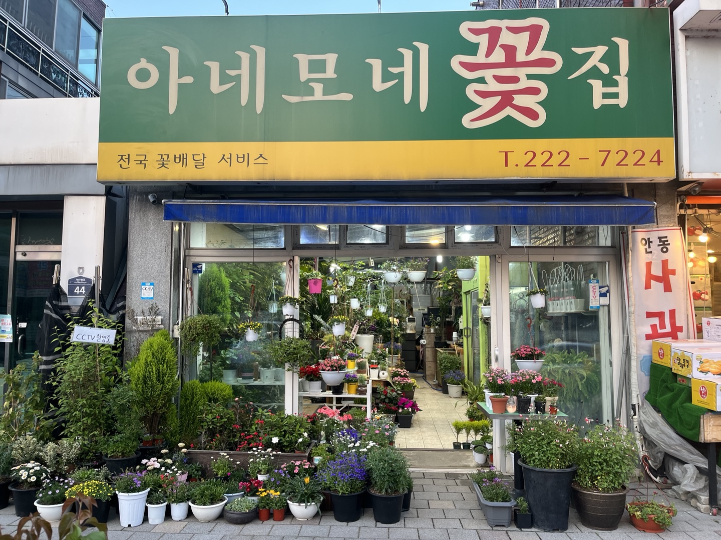 아네모네꽃집