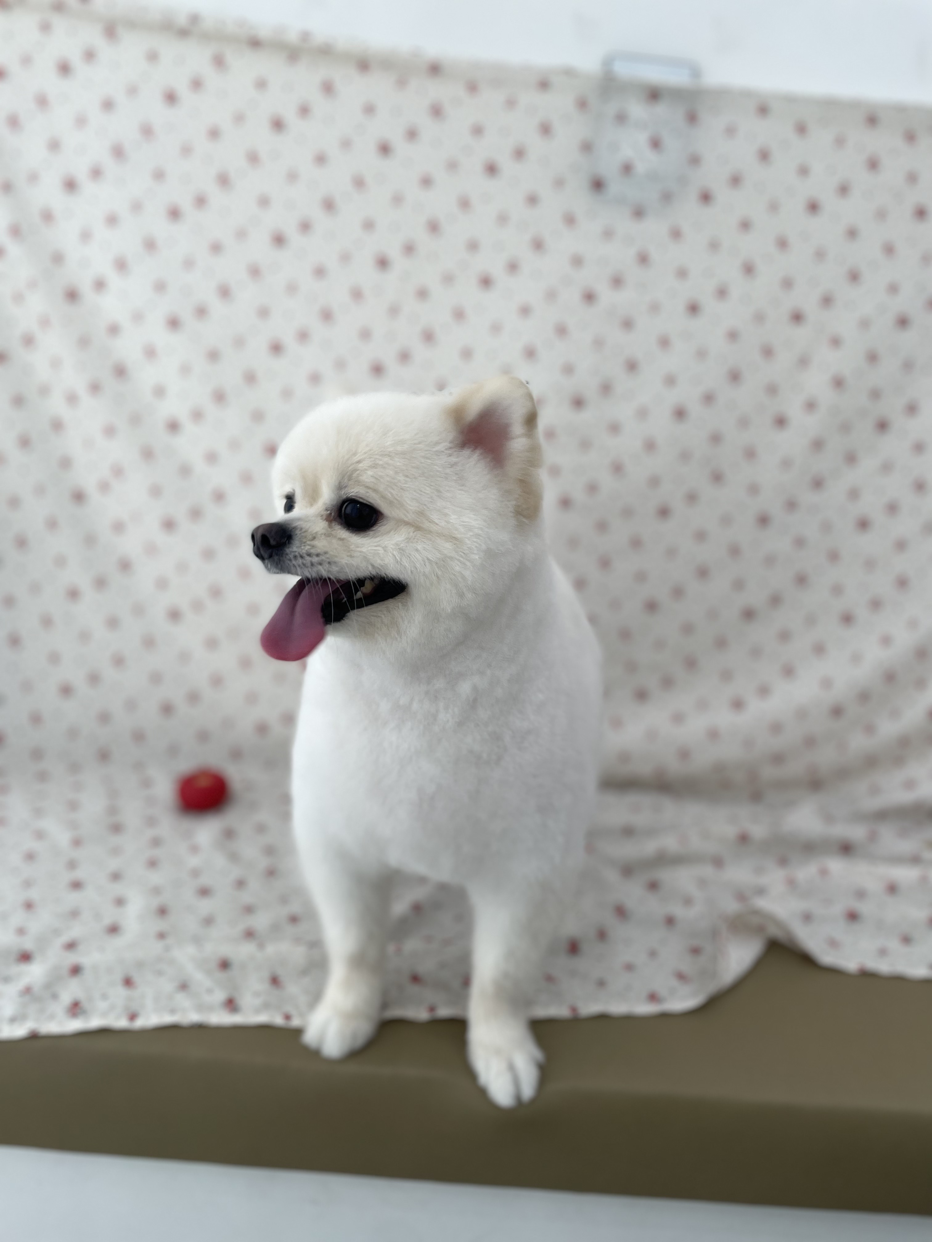 아띠멍 애견미용 대표 이미지