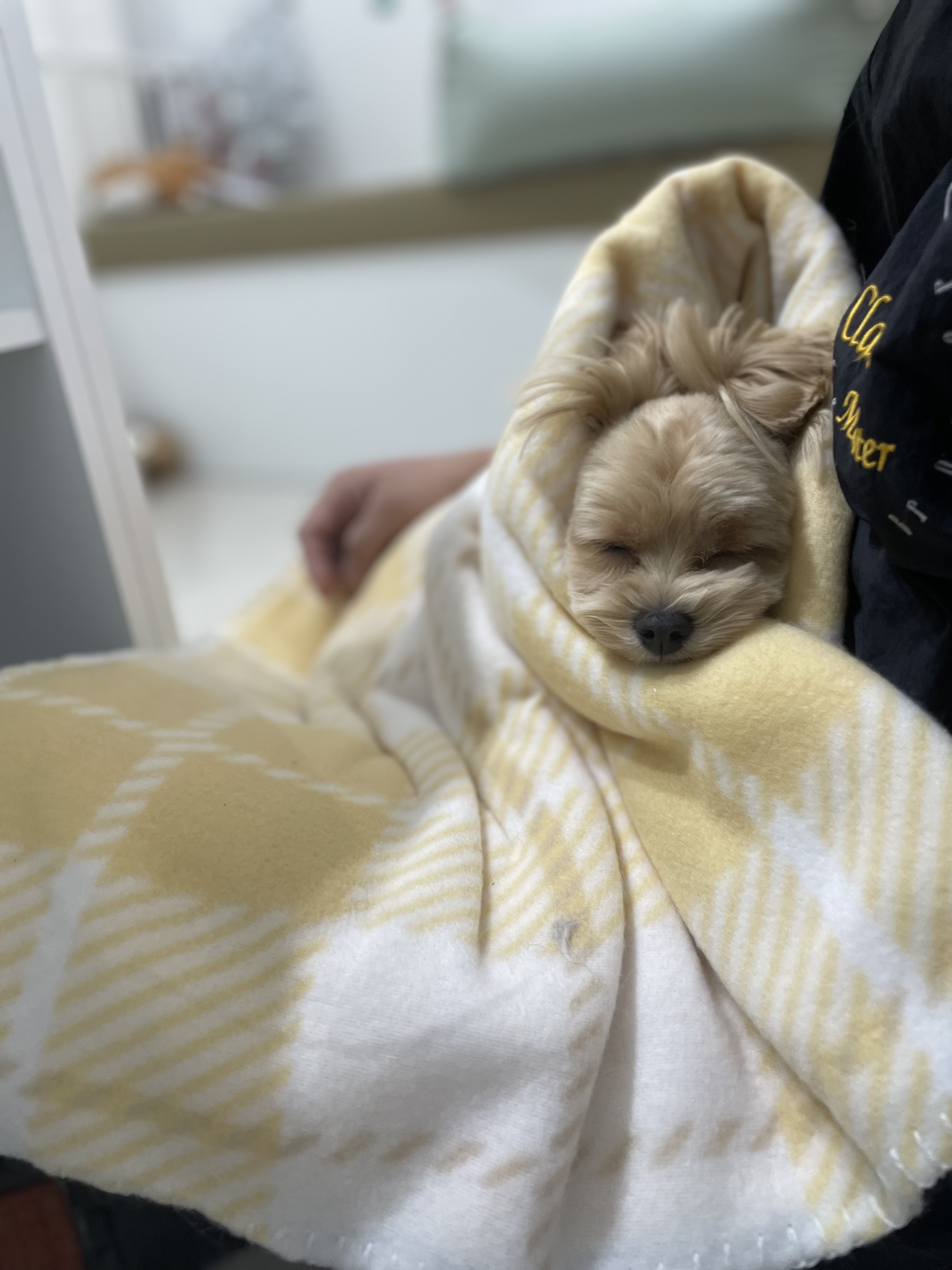 아띠멍 애견미용 대표 이미지