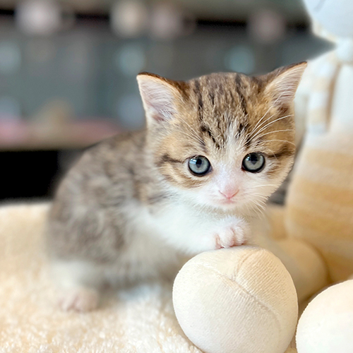 해피캣타운 대표 이미지 - 깔끔한 고양이 분양 환경