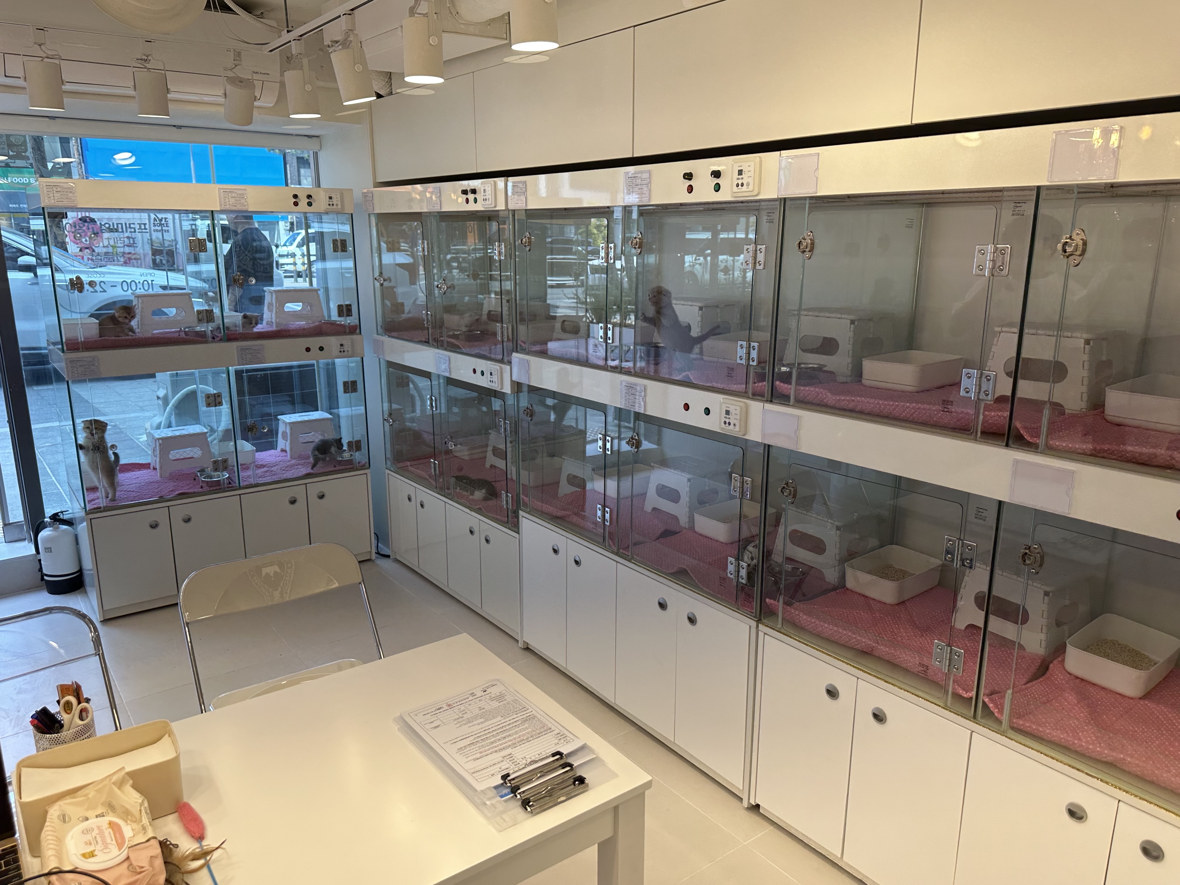 해피캣타운 고양이강아지 서울충무로점