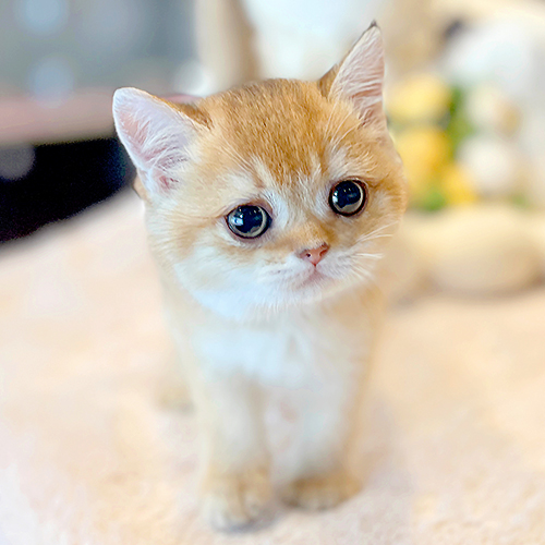 해피캣타운 고양이강아지 서울충무로점 대표 이미지