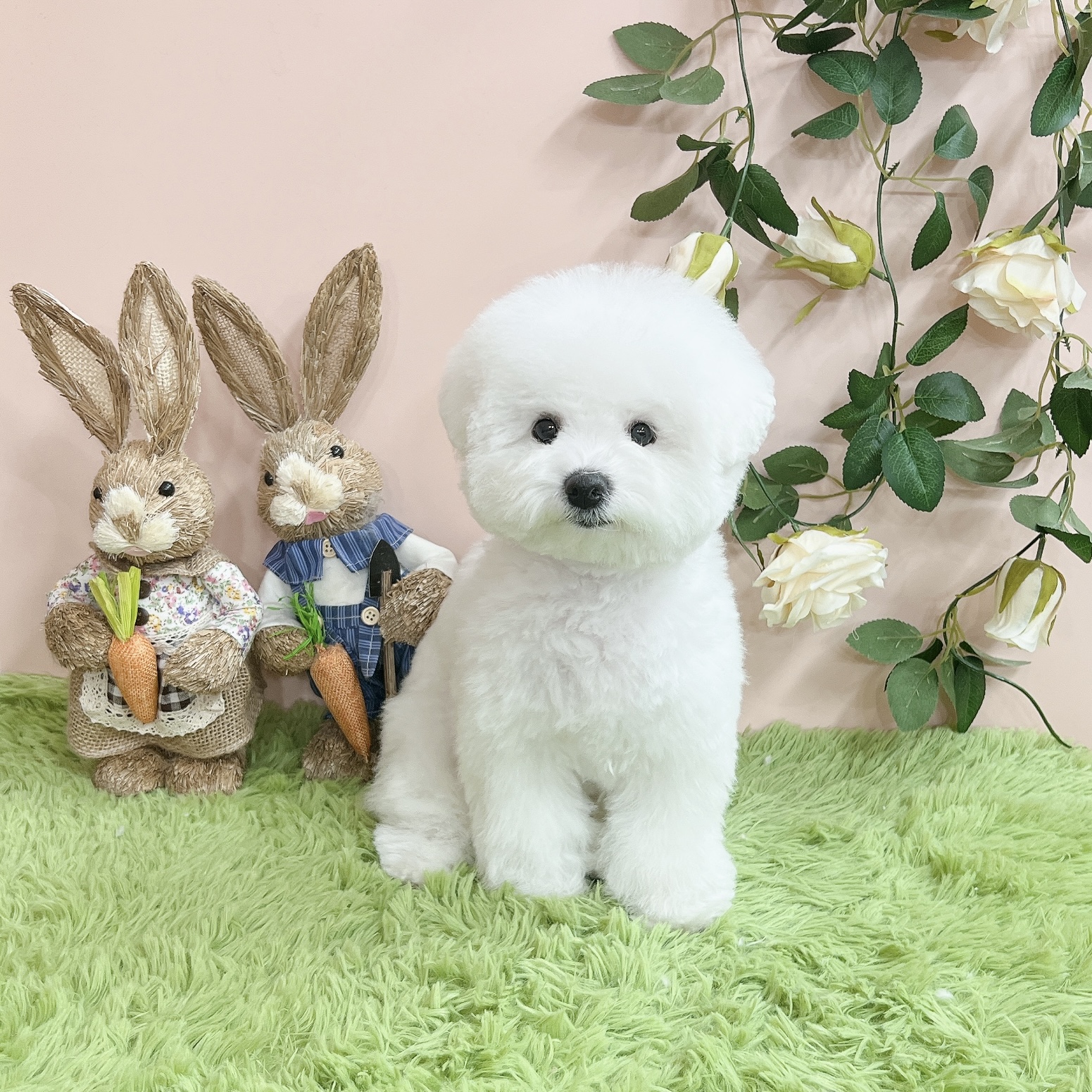 모란모란