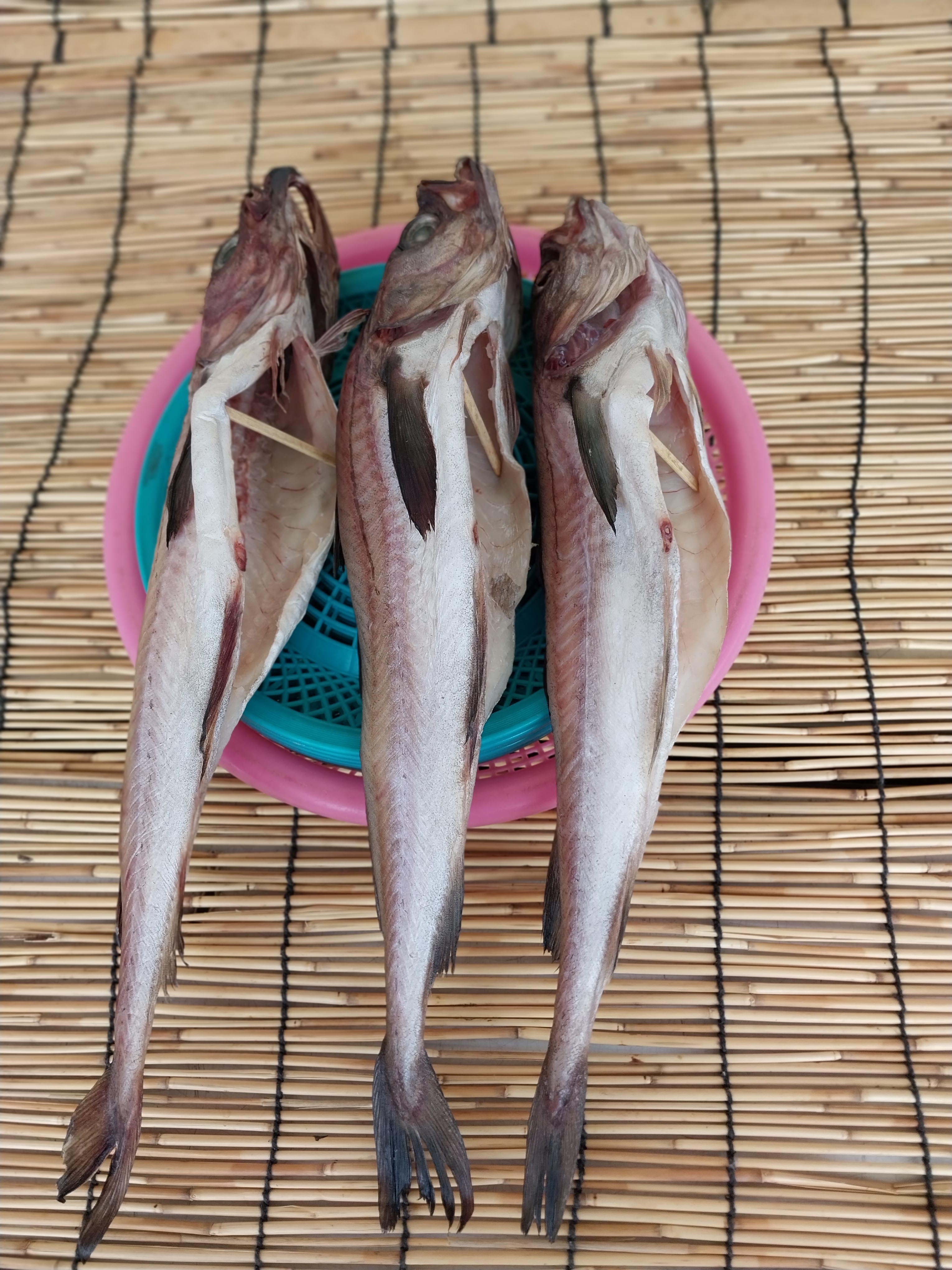 55호주야수산