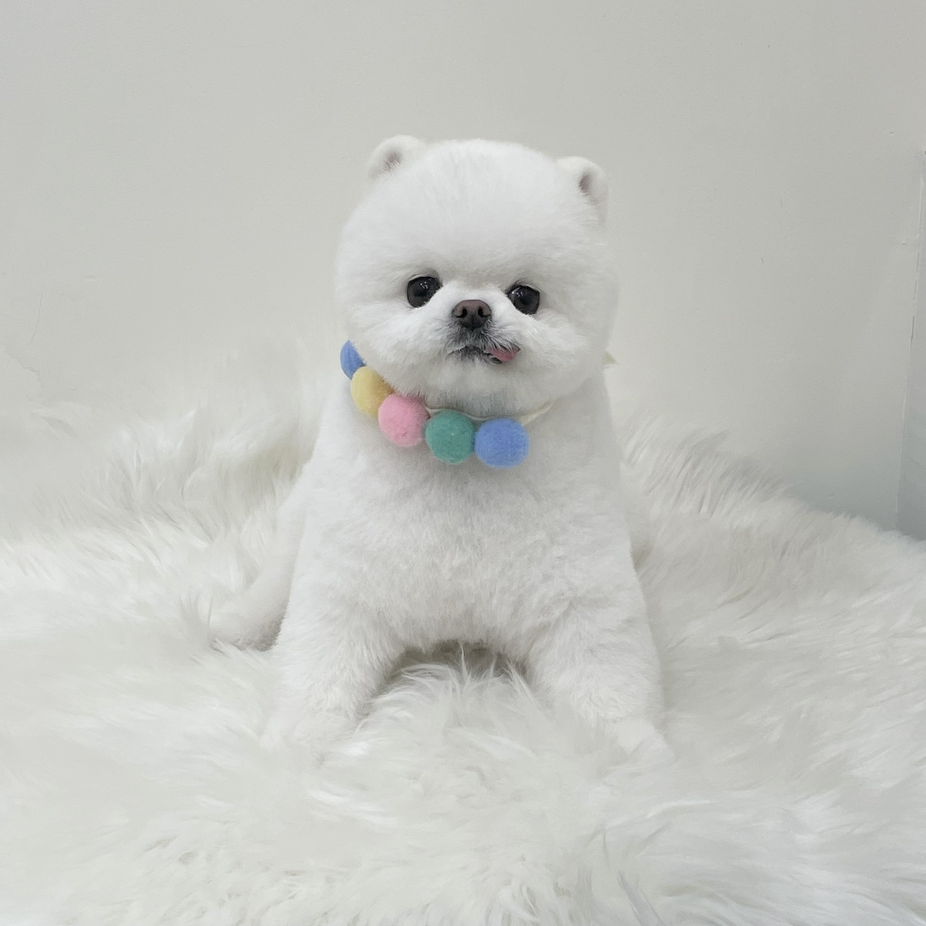 한일애견미용실 대표 이미지