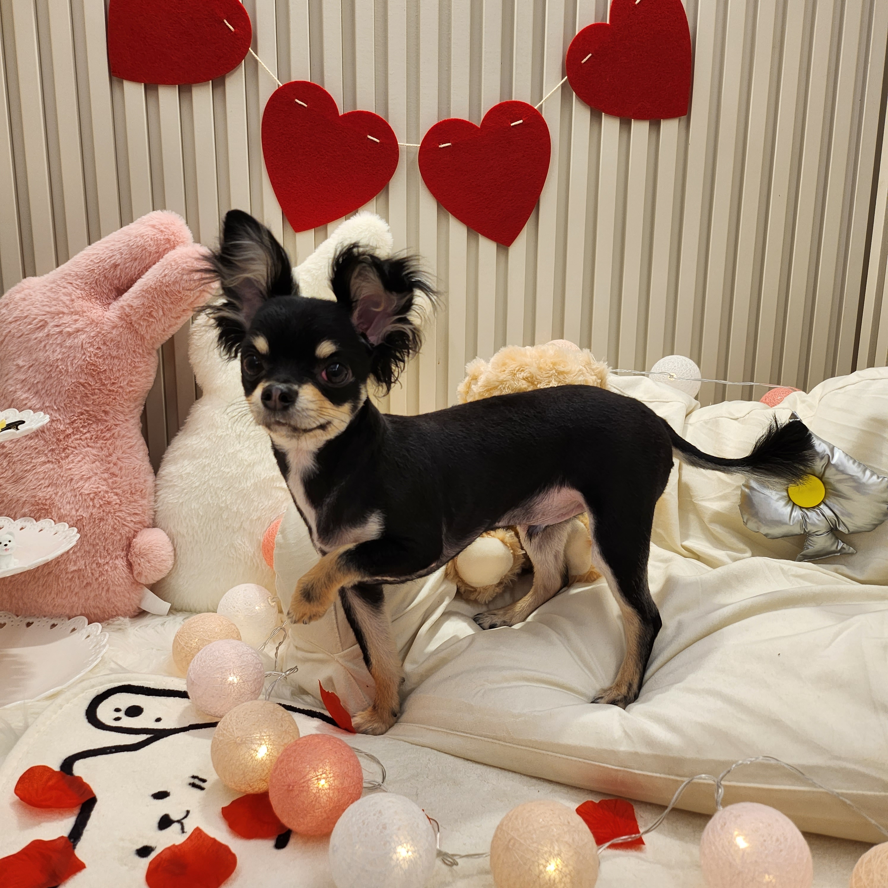 바니펫 대표 이미지