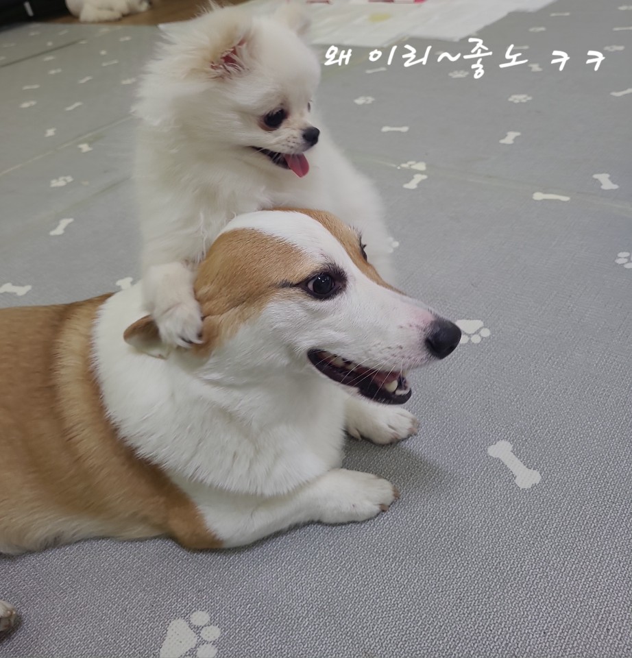 애니하우스 대표 이미지