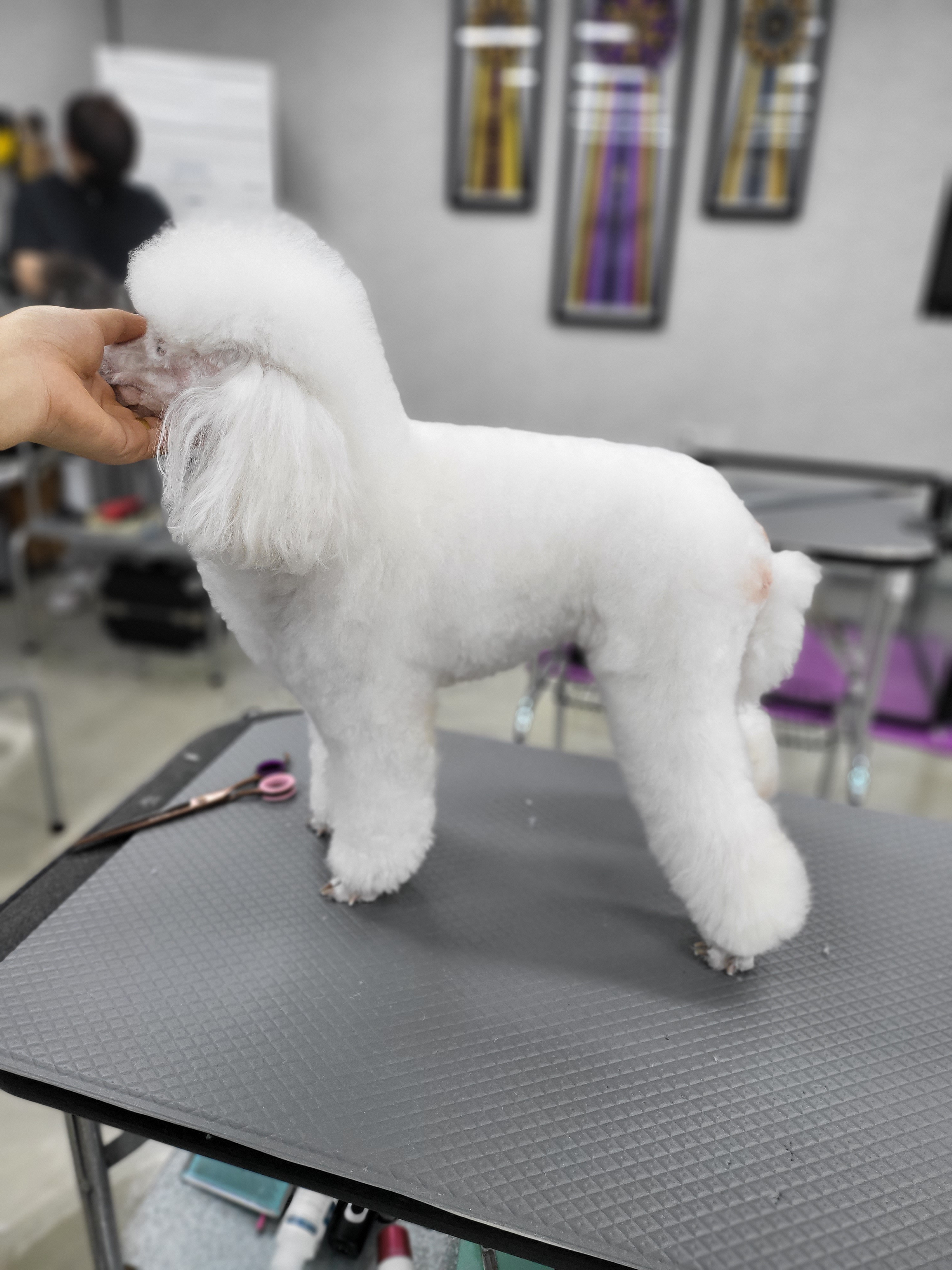 몽클똥개 대표 이미지