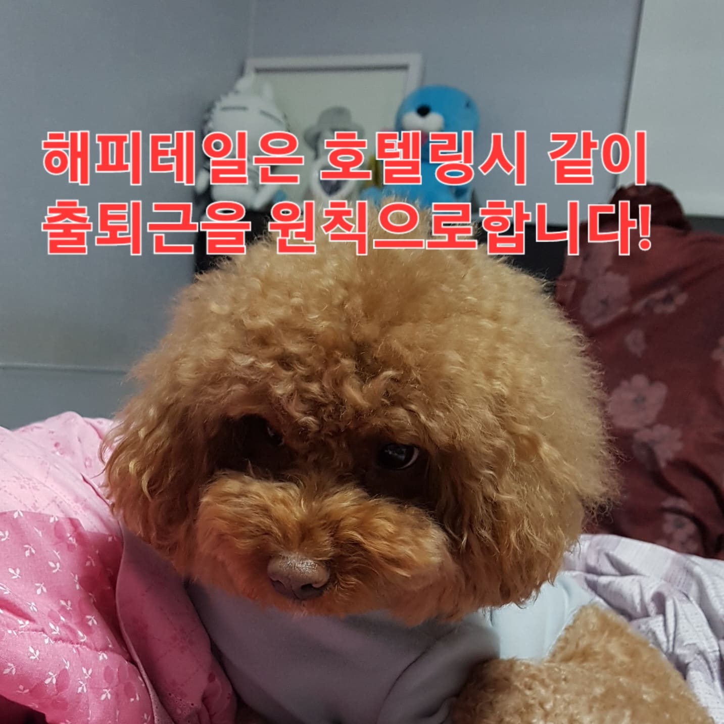 해피테일 대표 이미지