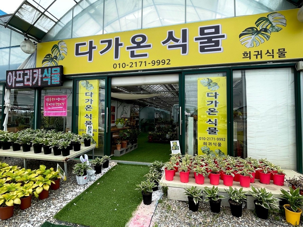 다가온 식물
