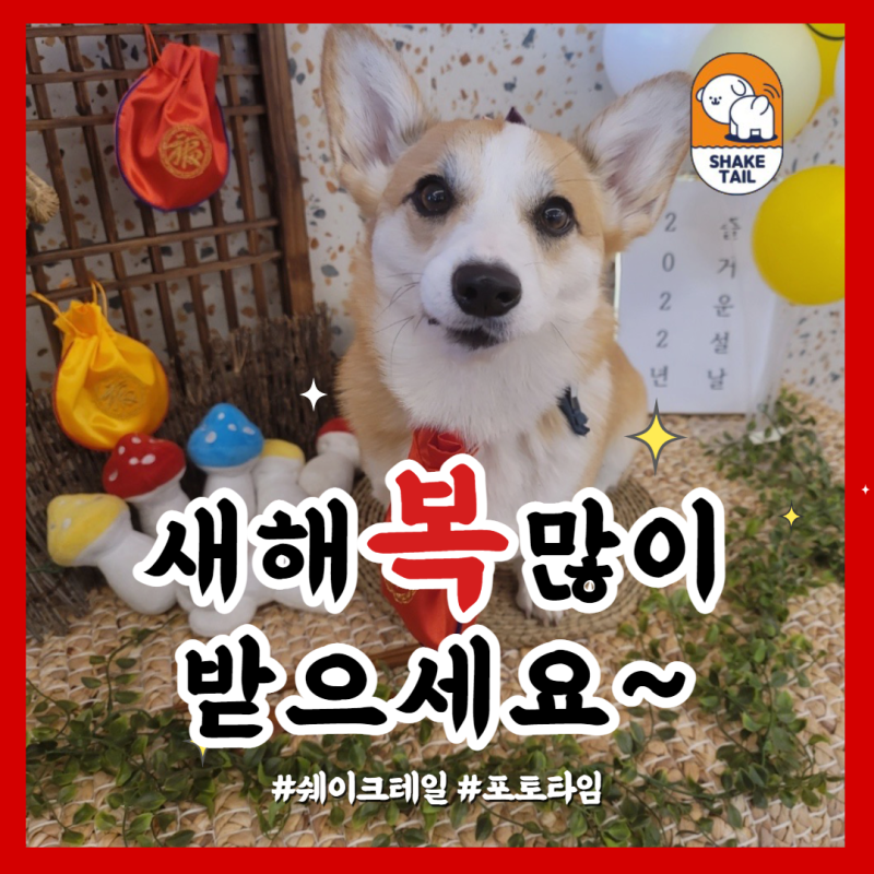 쉐이크테일 강아지 애견호텔 애견유치원 미용 2