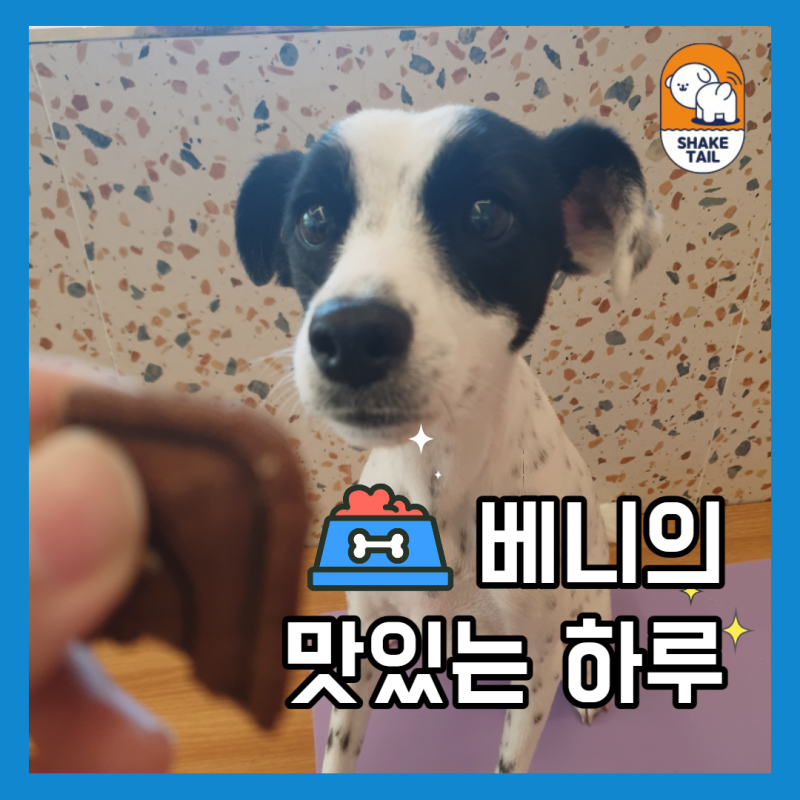 쉐이크테일 강아지 애견호텔 애견유치원 미용 반려동물 동반 애견카페