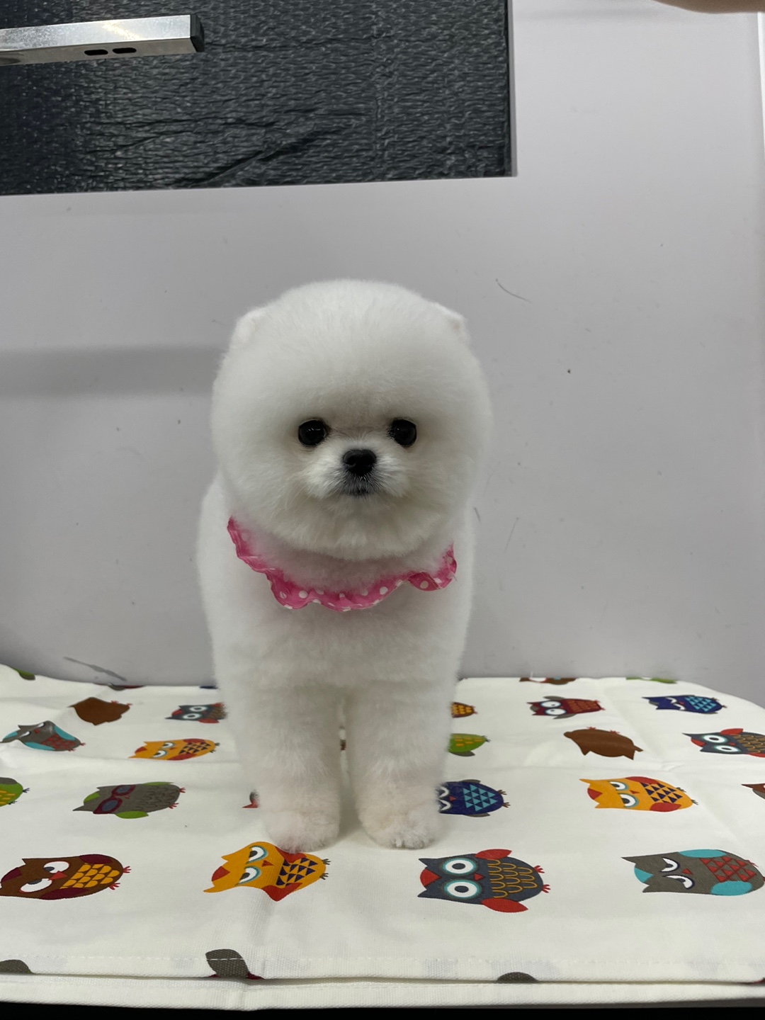블리스펫츠