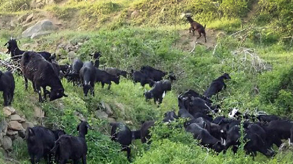 금정산성흑염소