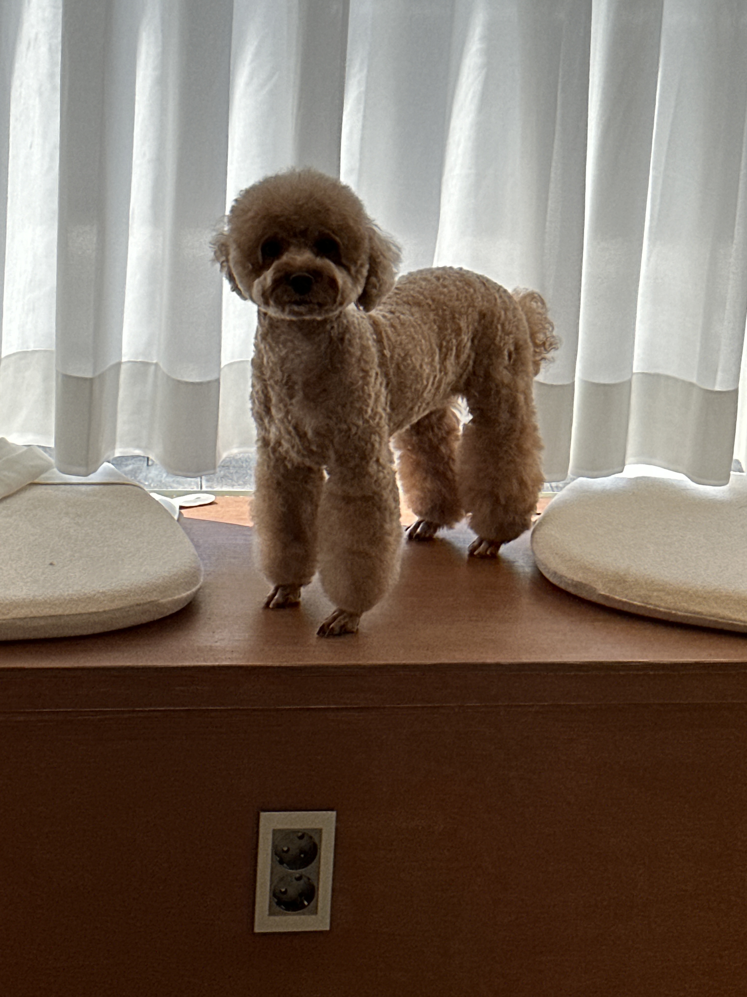 그루밍 친친 대표 이미지