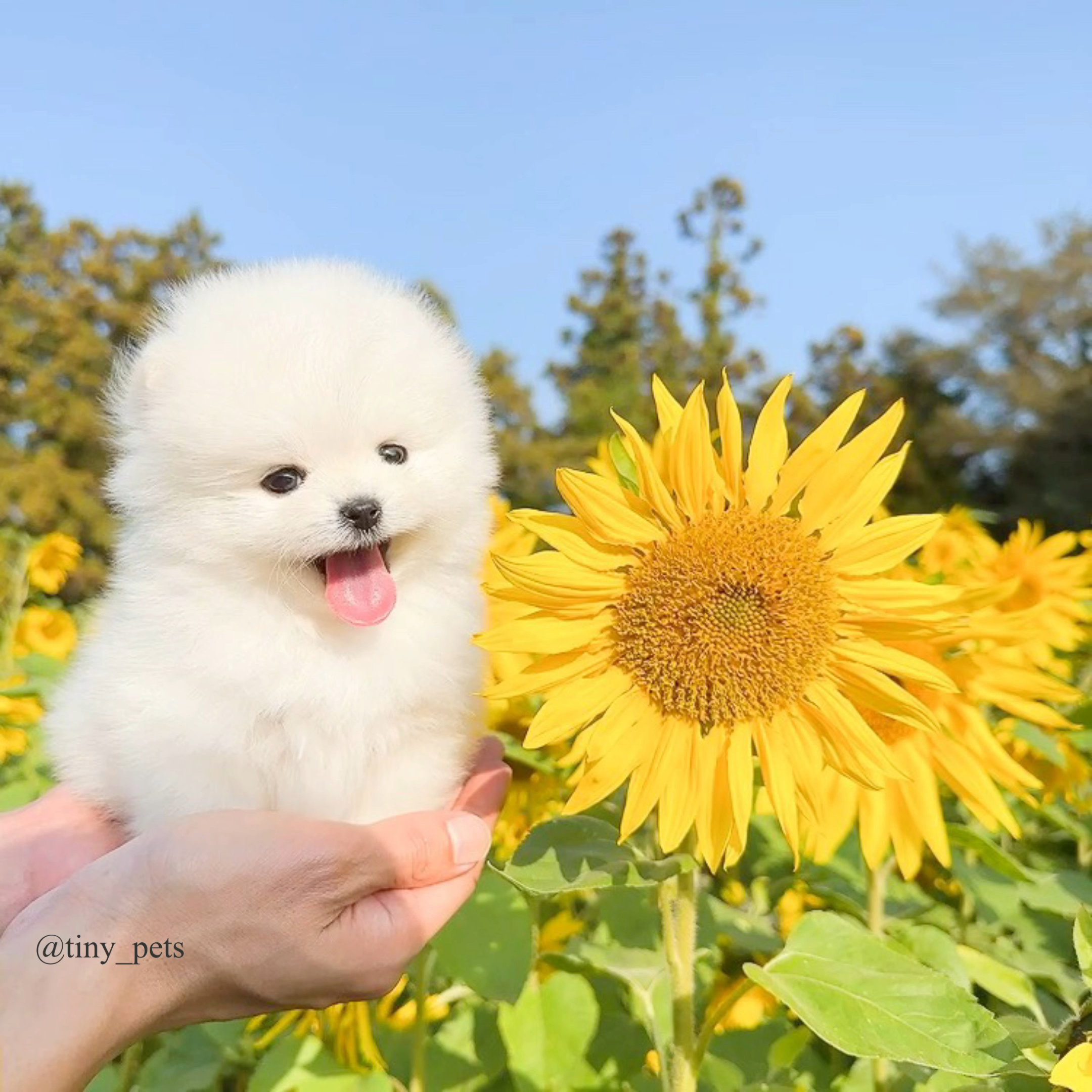 타이니펫츠