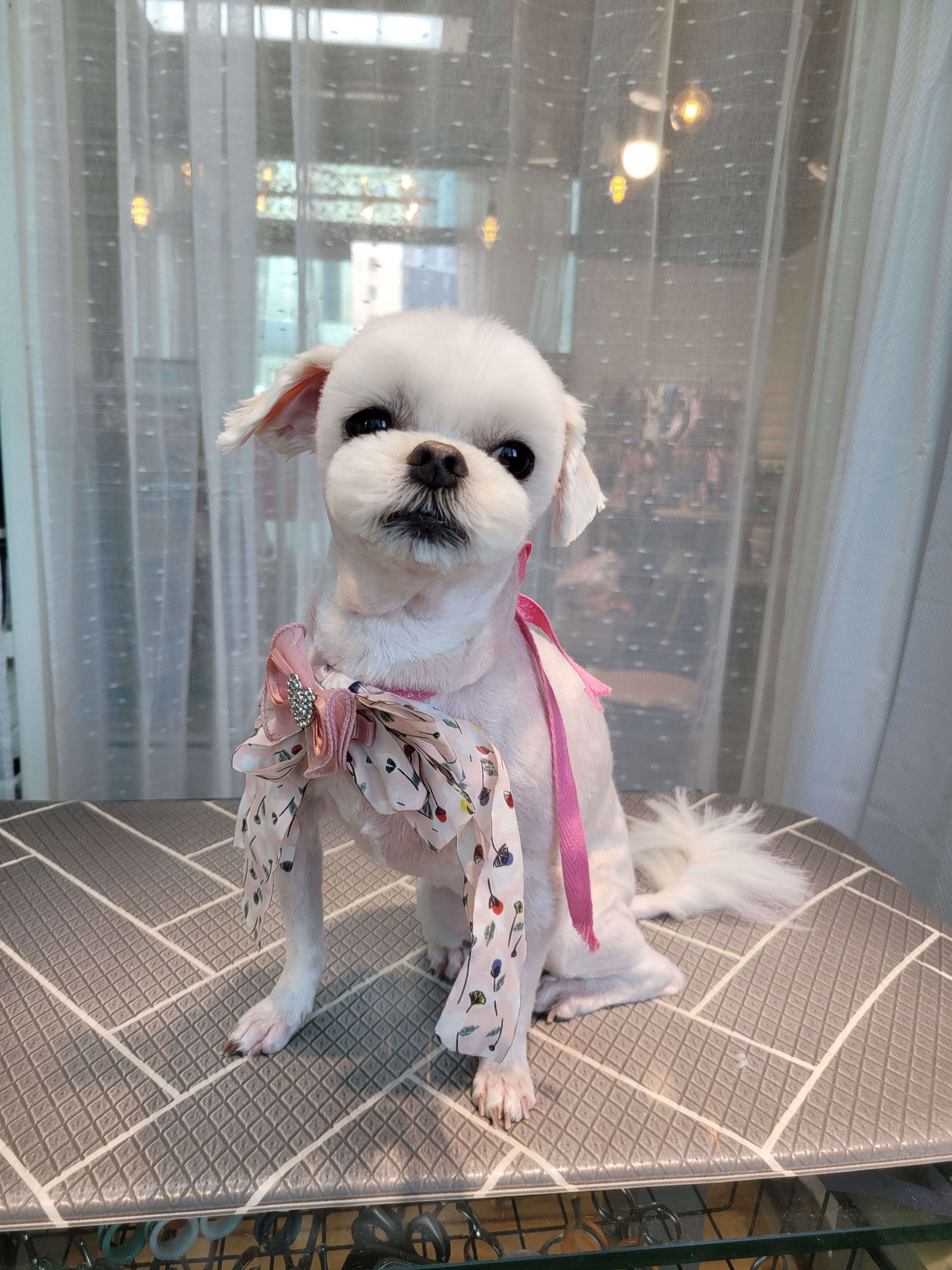 몽실몽실애견미용 대표 이미지