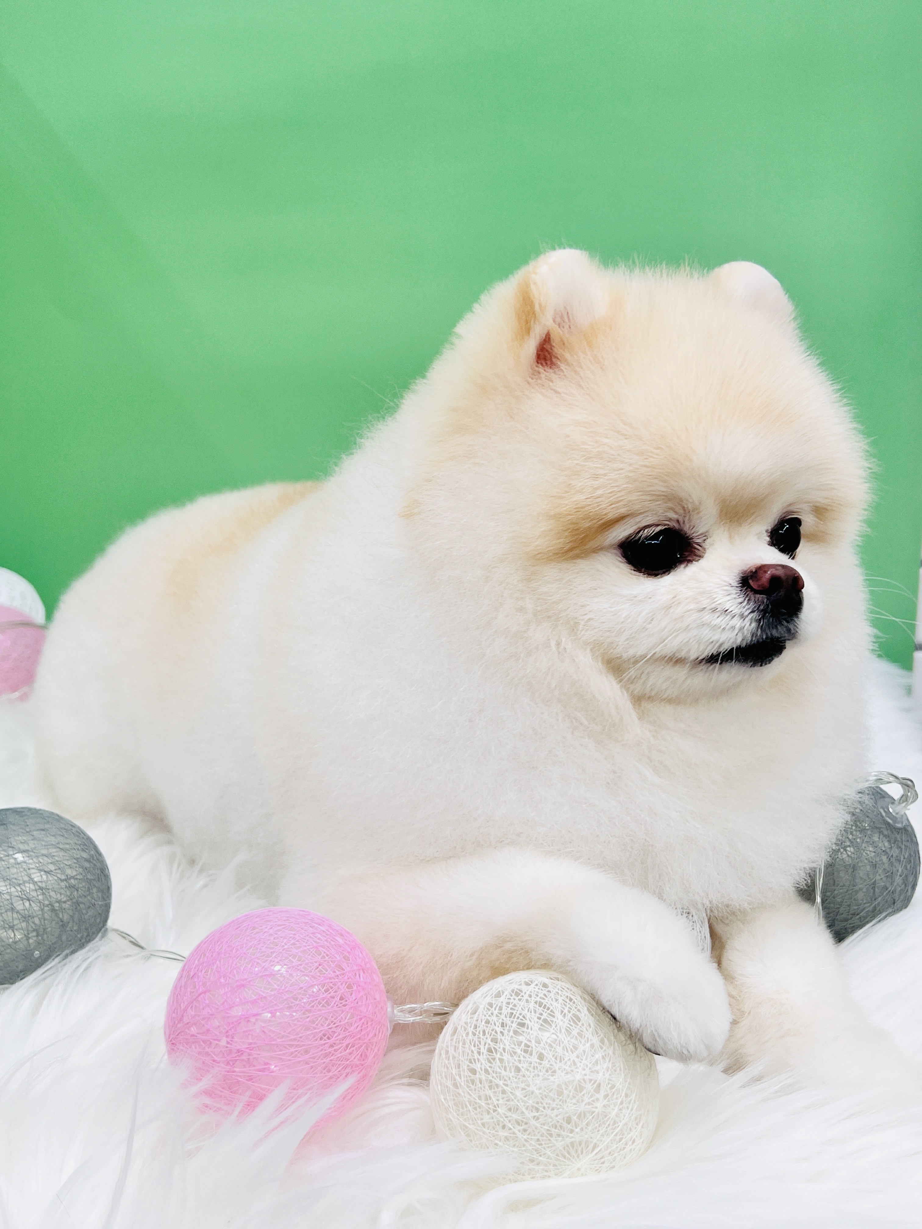 비비펫 대표 이미지